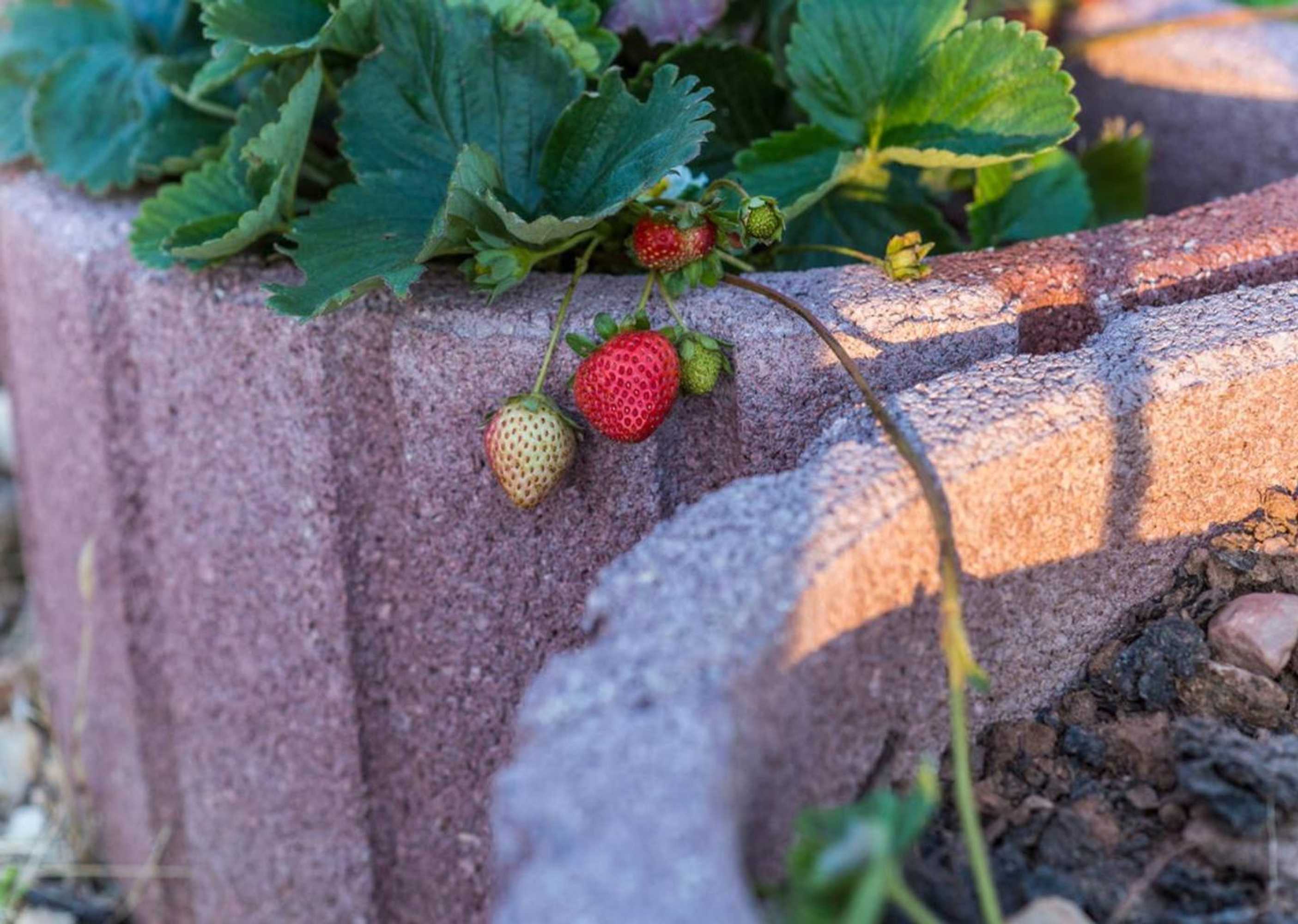 Gift card for Quintinha do Casal Ruivo