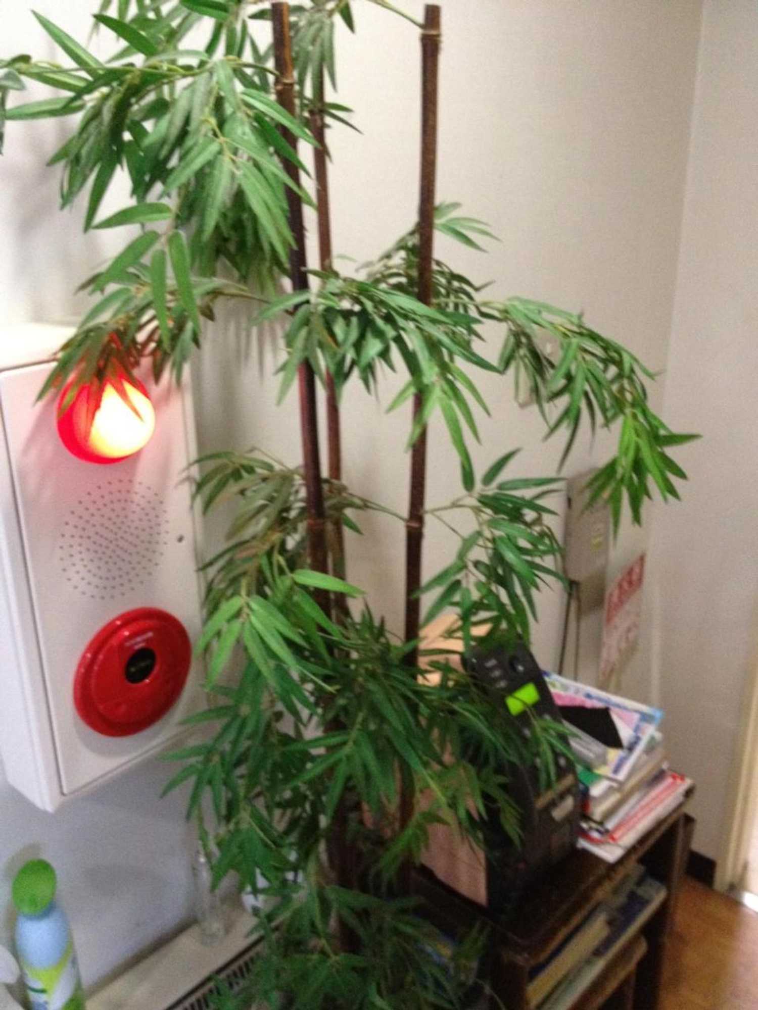 Gift card for Iroha Ryokan