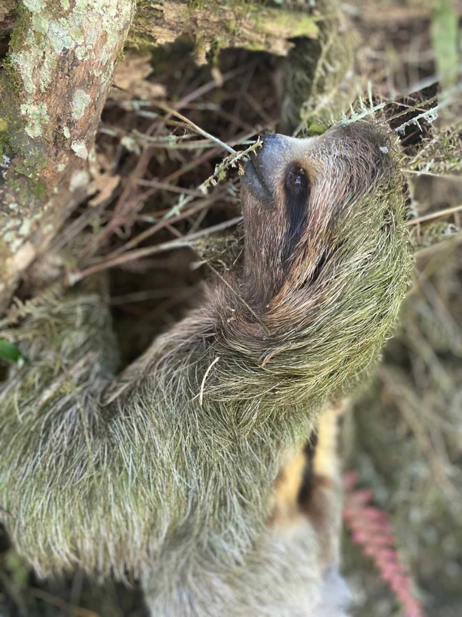 Gift card for Hacienda Monteclaro