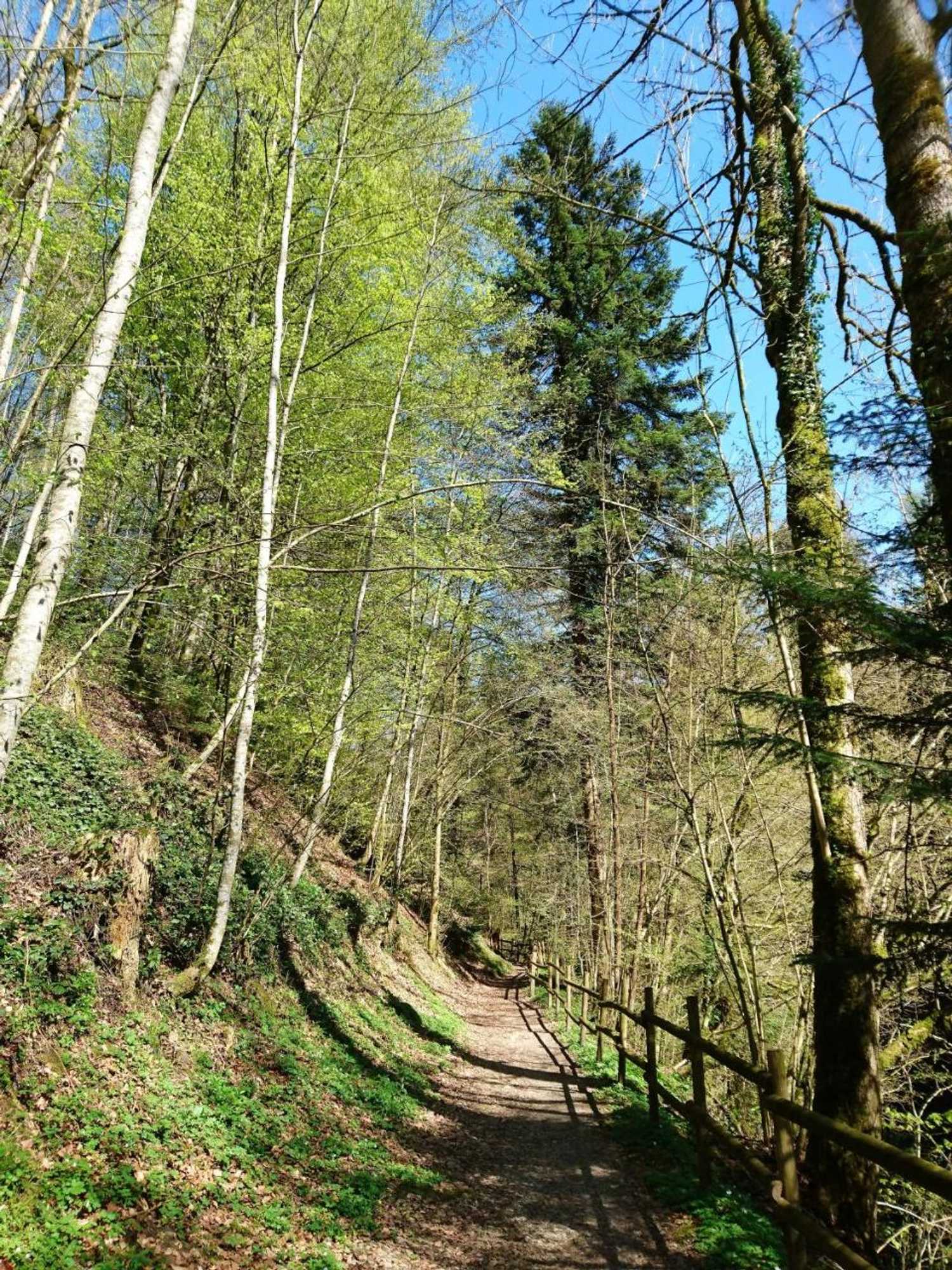 Gift card for Gasthaus Zum Ochsen