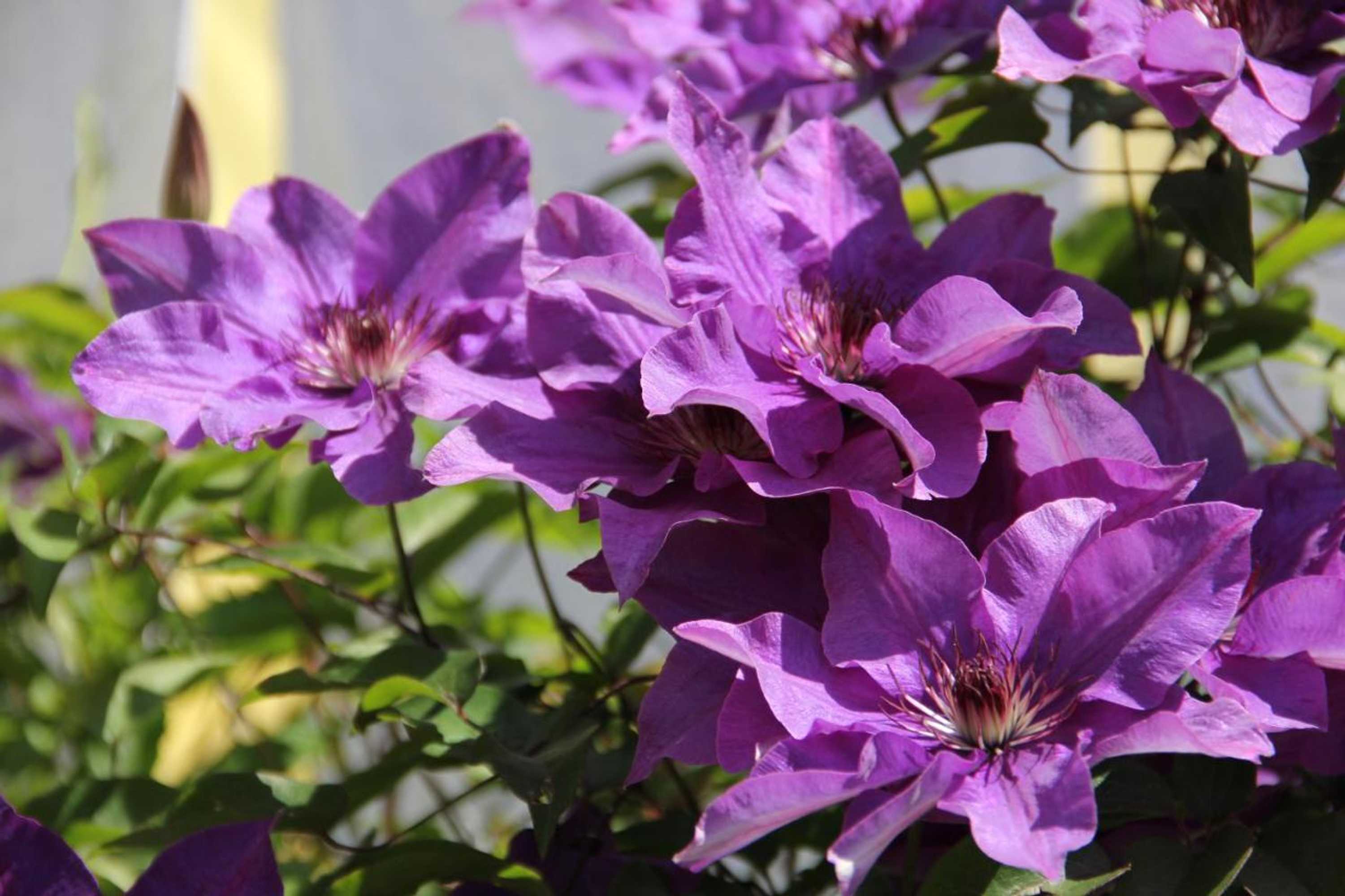 Gift card for Hotel Appenzell