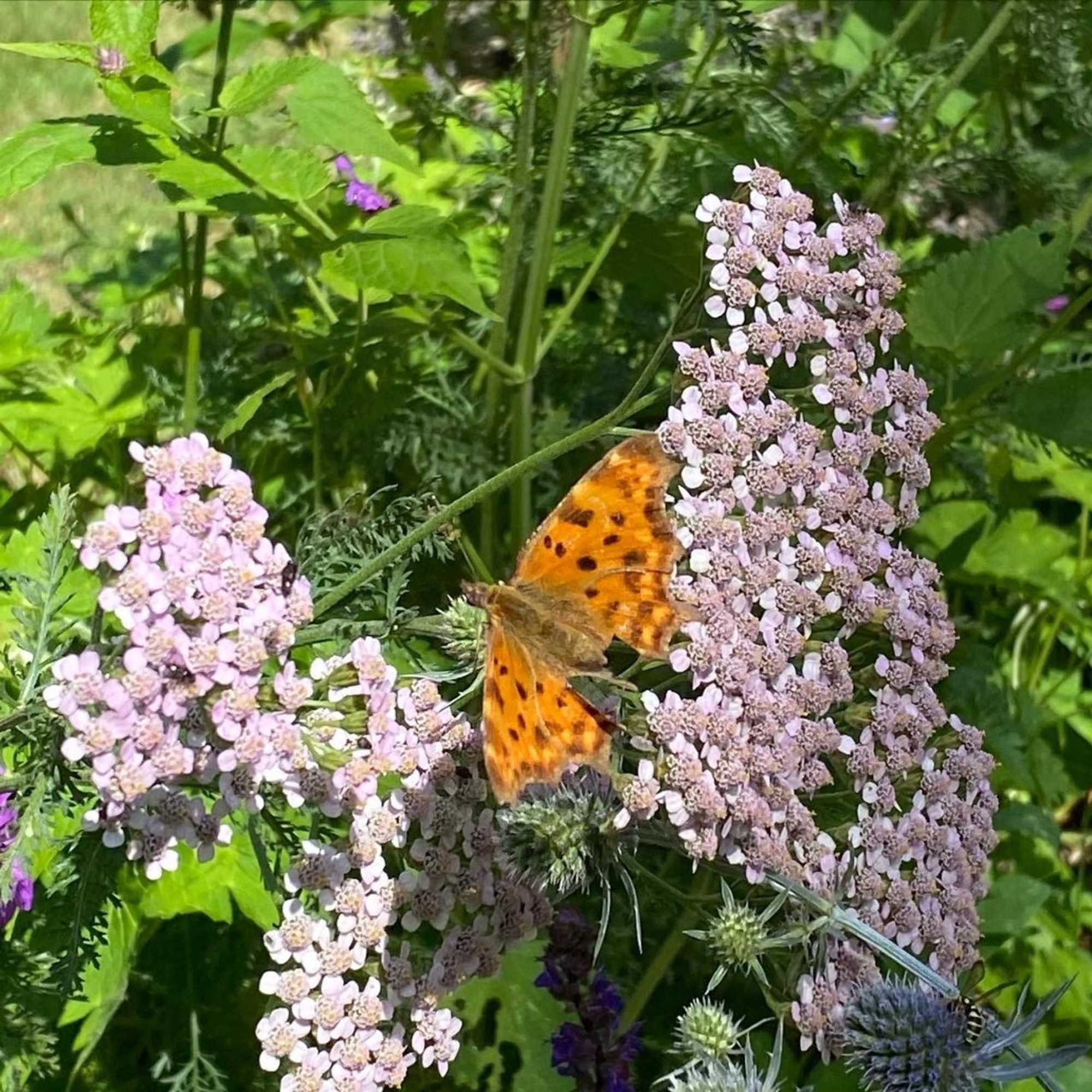 Gift card for Chalet de Kleine Eekhoorn