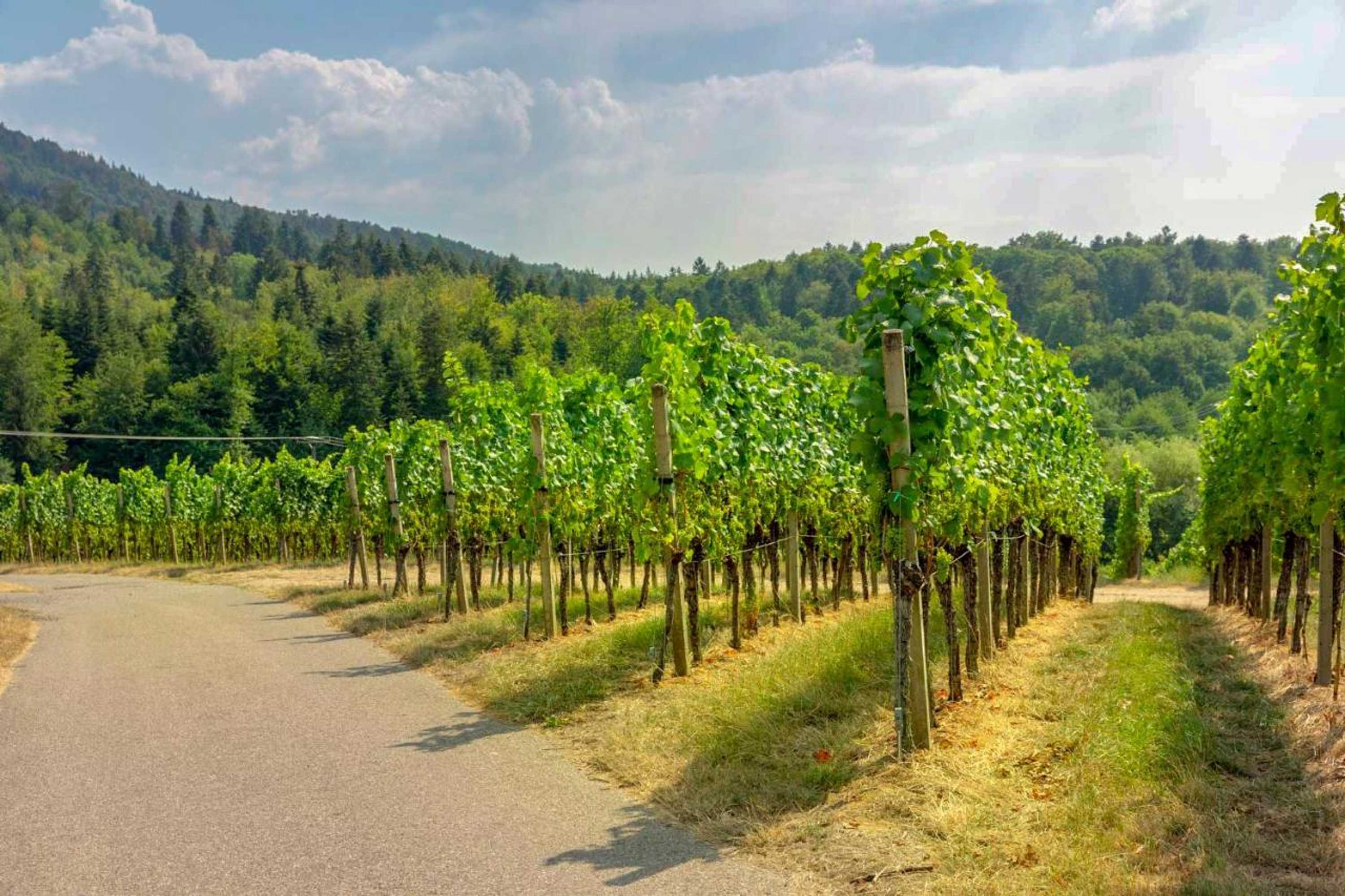 Gift card for Panoramablick Pension