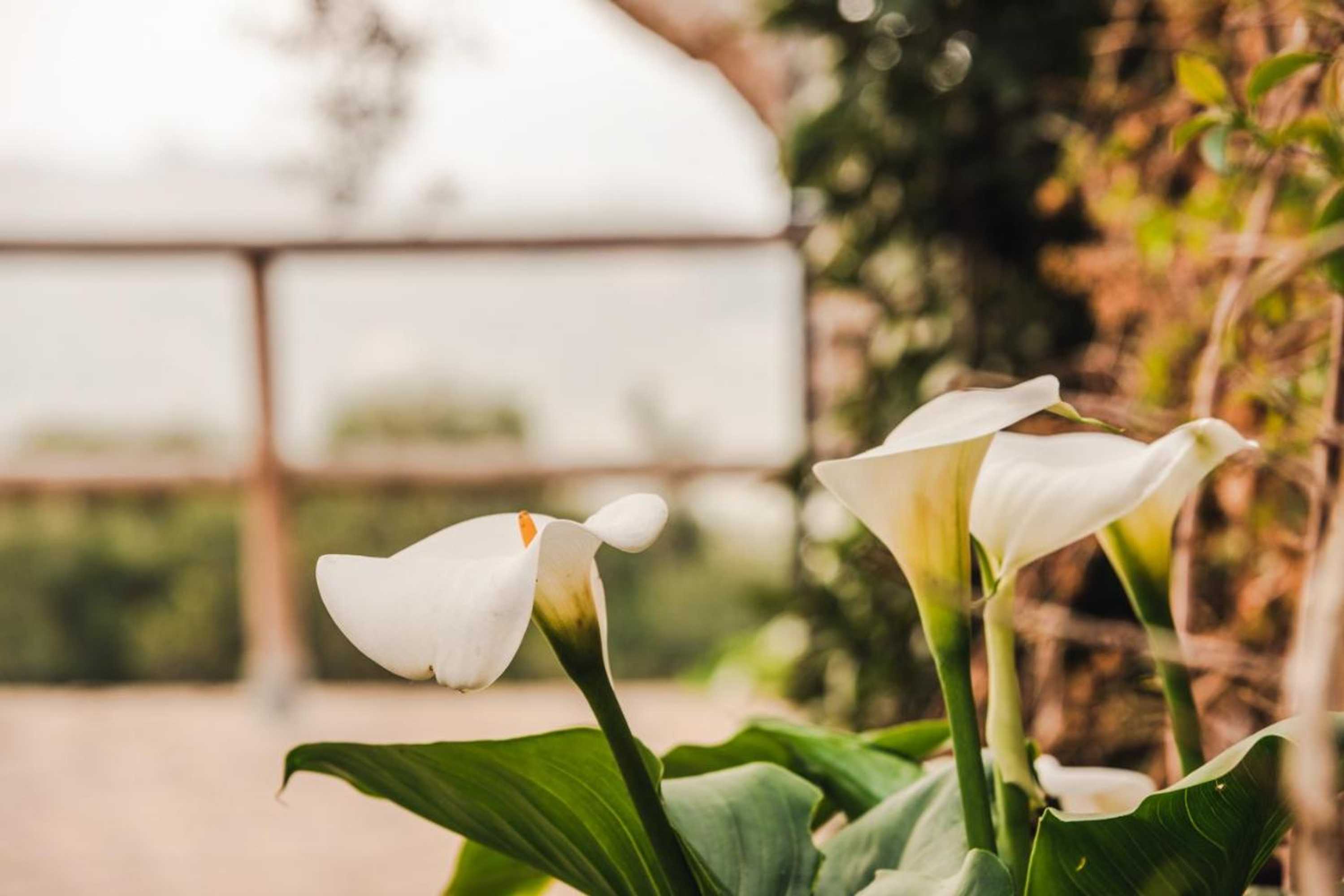 Gift card for Borgo Degli Ulivi