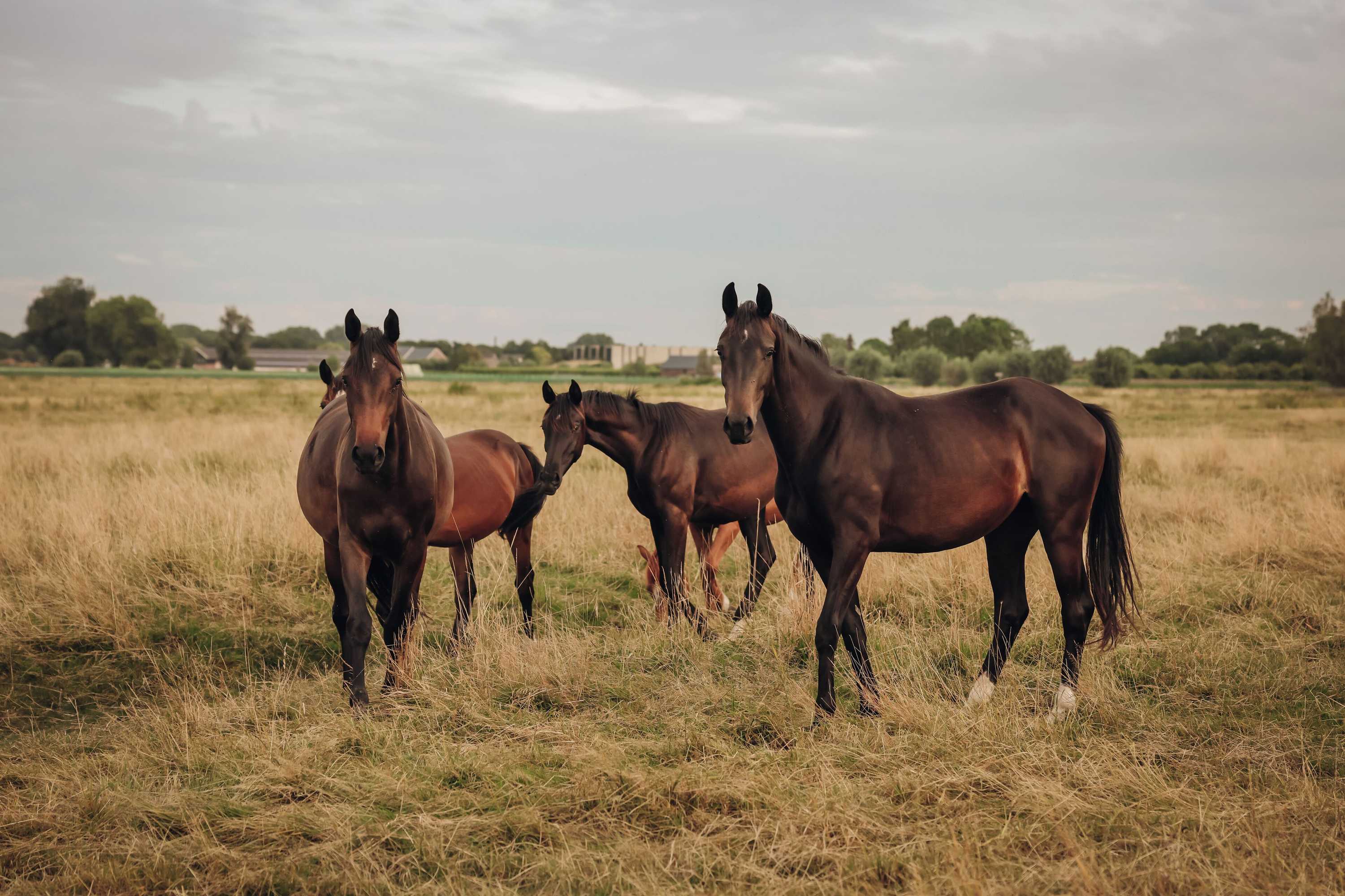 Gift card for Hajé Restaurant Nieuwegein