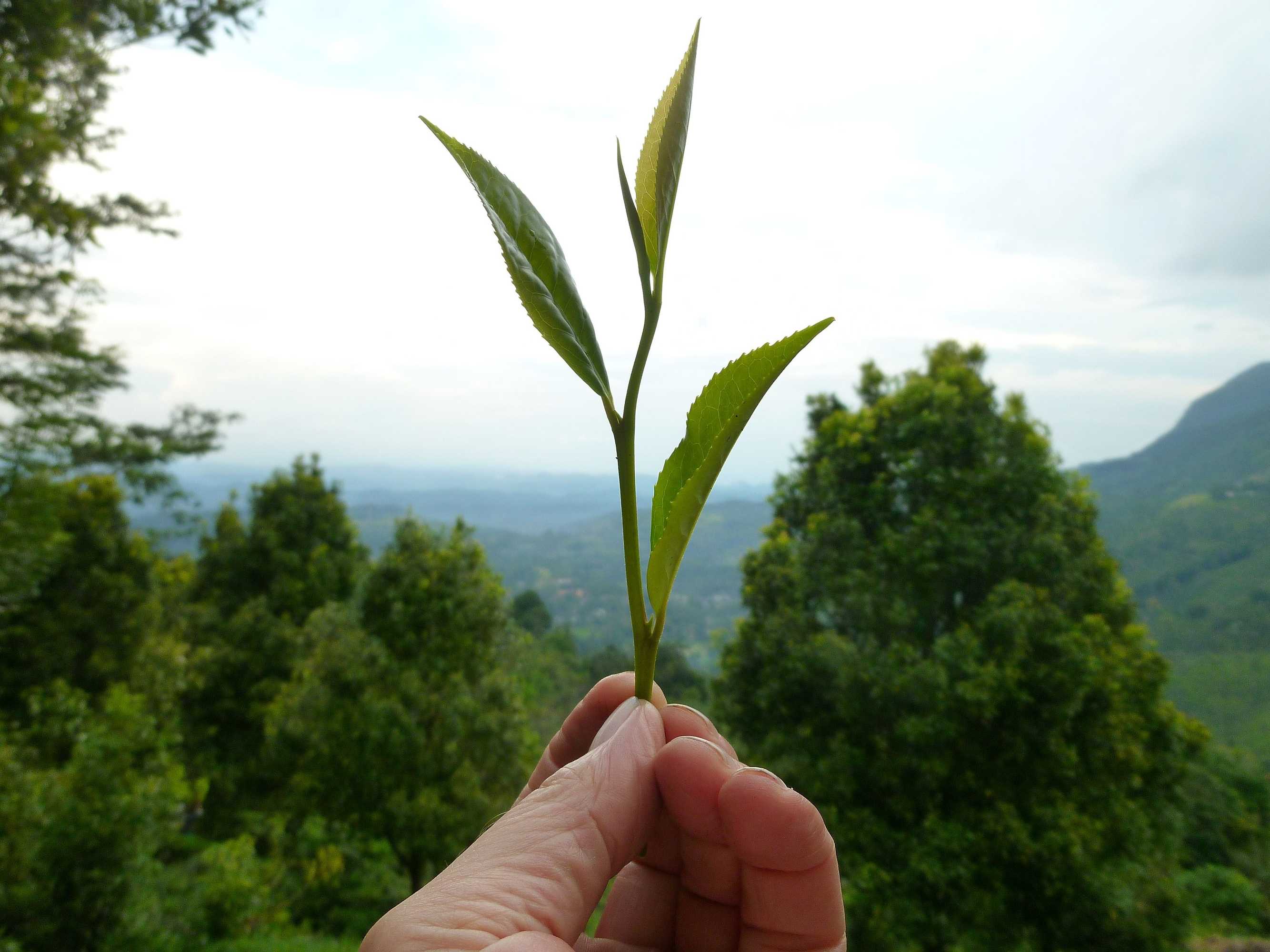 Gift card for Kurulu Estate