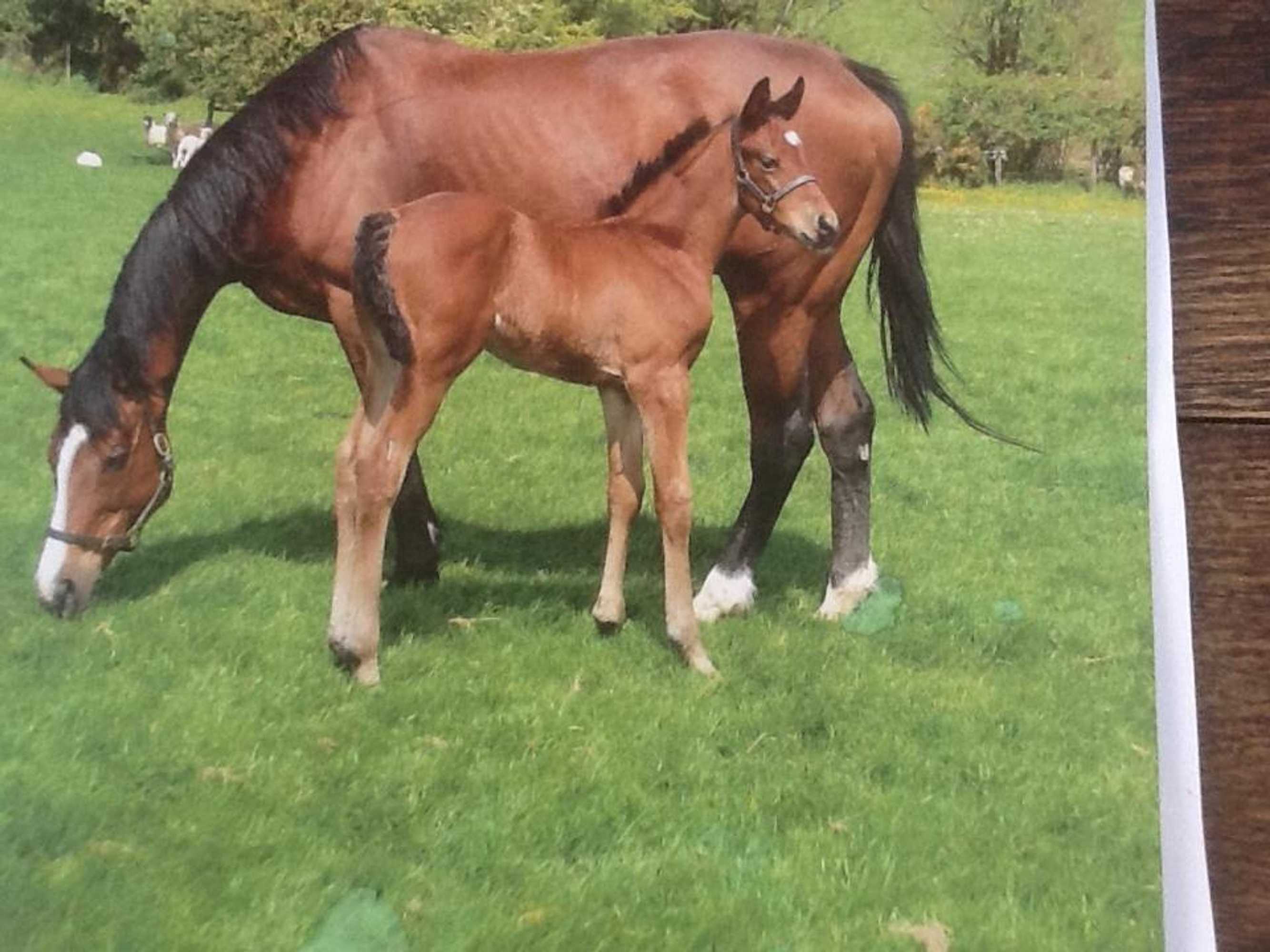 Gift card for Deepaller Farm