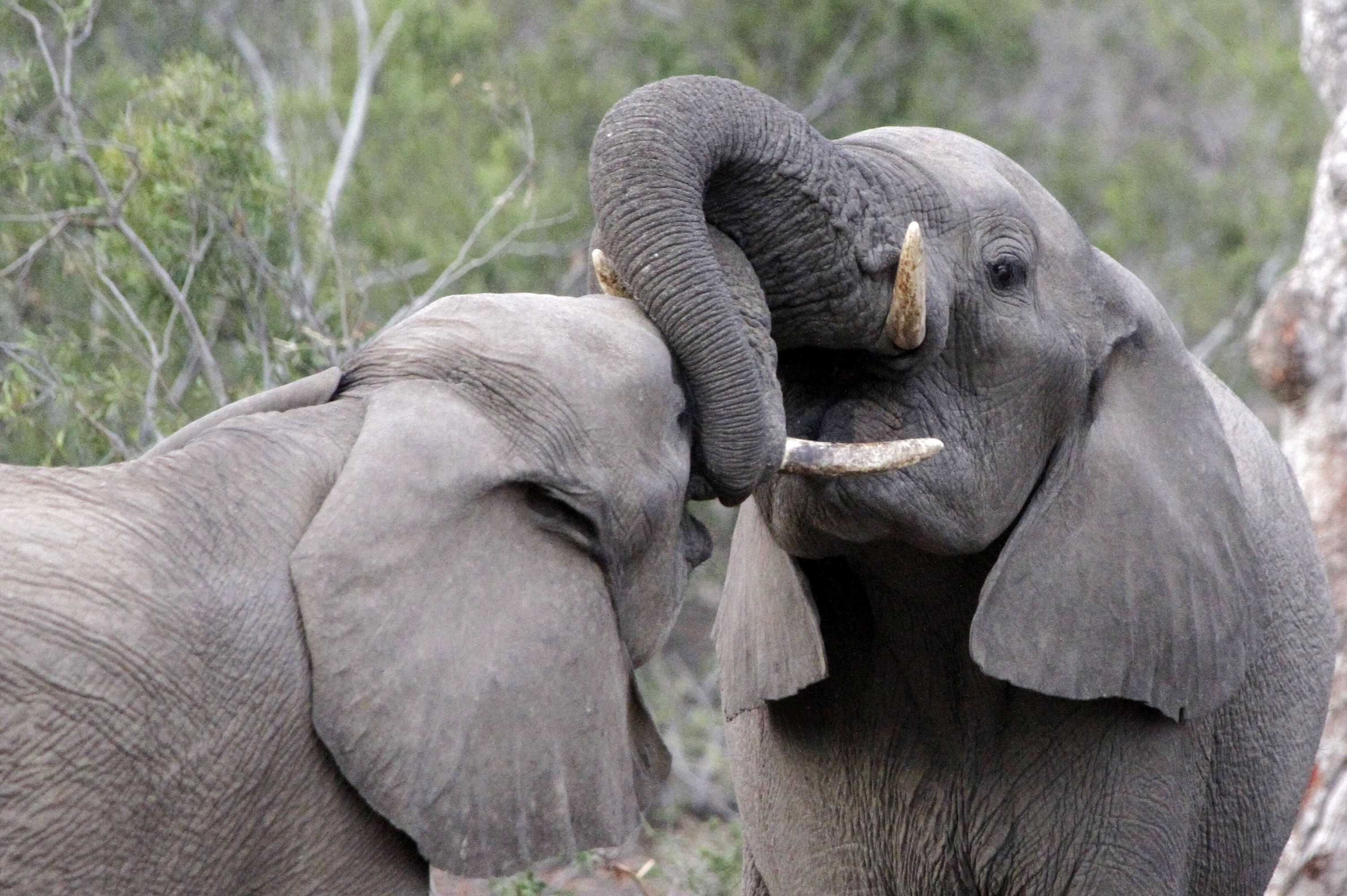 Gift card for Ezulwini Game Lodge