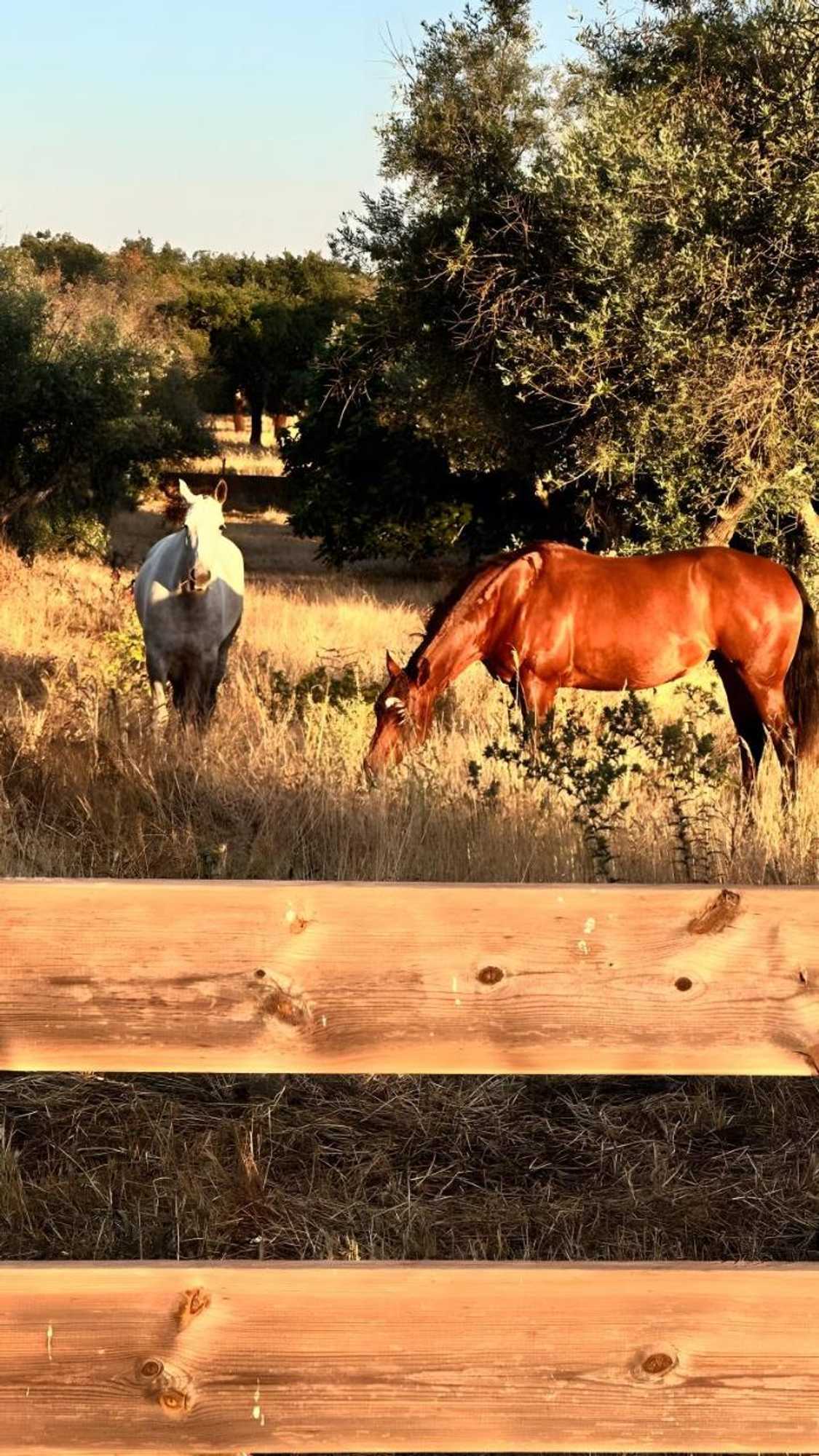Gift card for Herdade da Carapuça