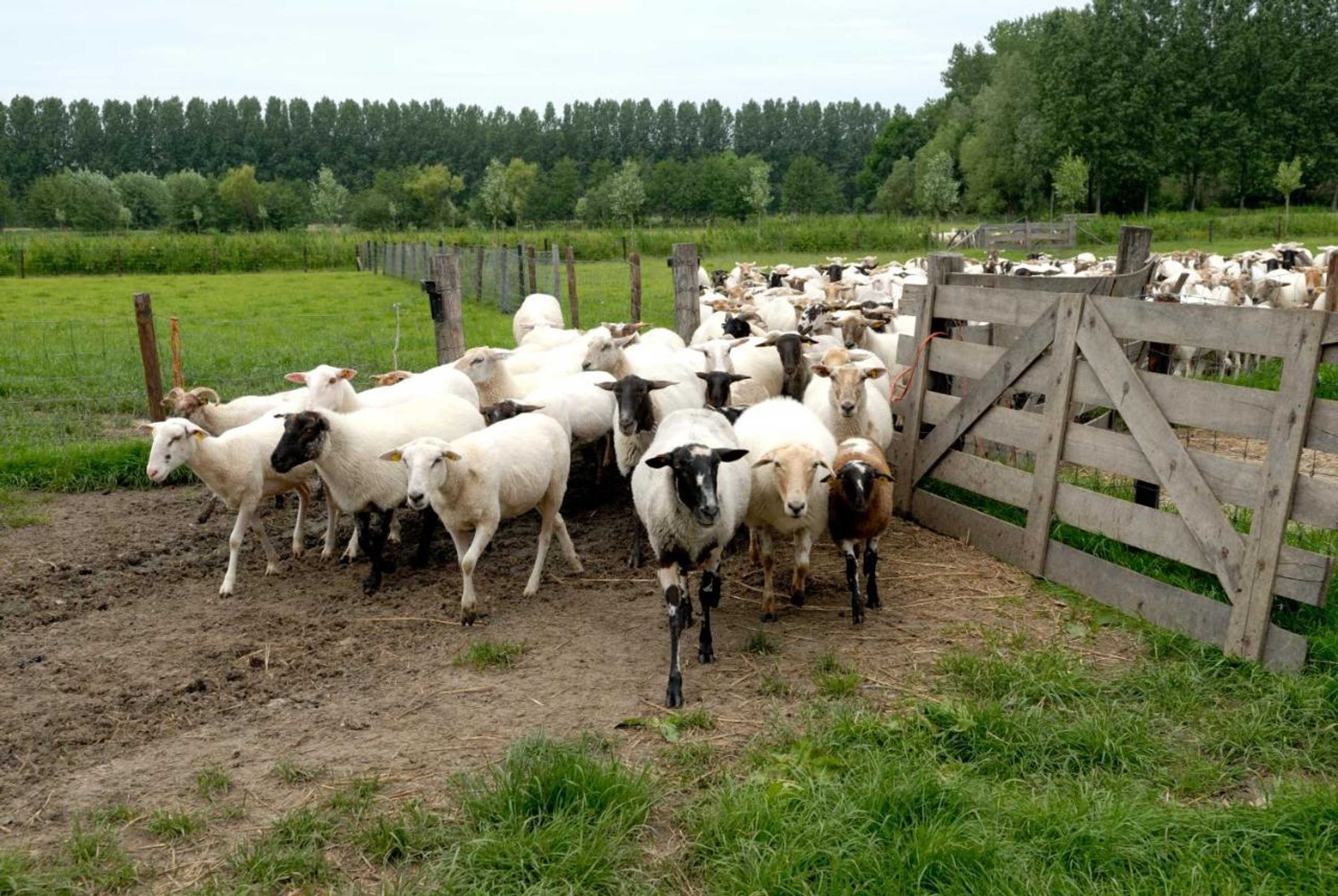 Gift card for Weibos Bed & Breakfast