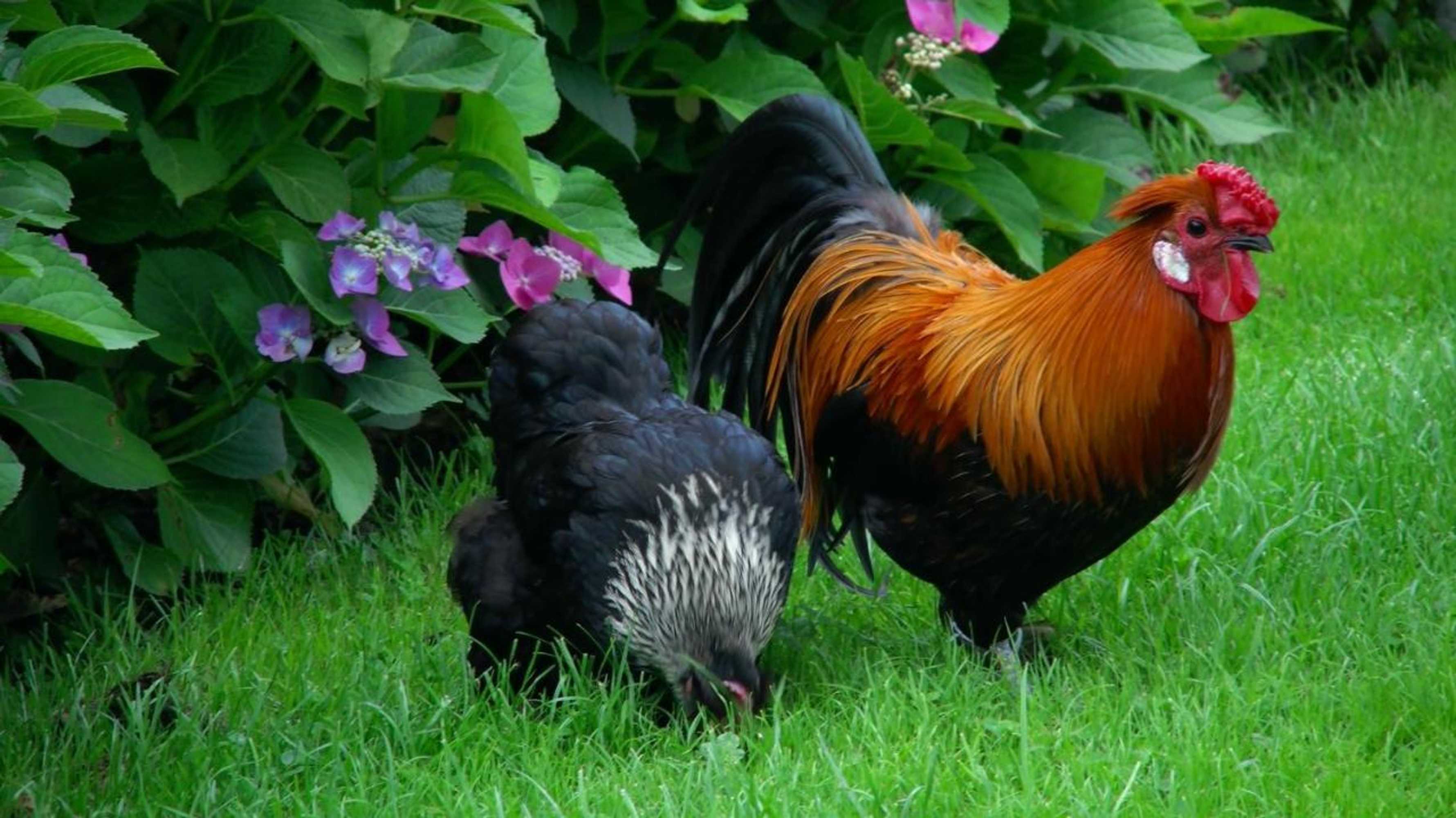 Gift card for De Turfstaeker