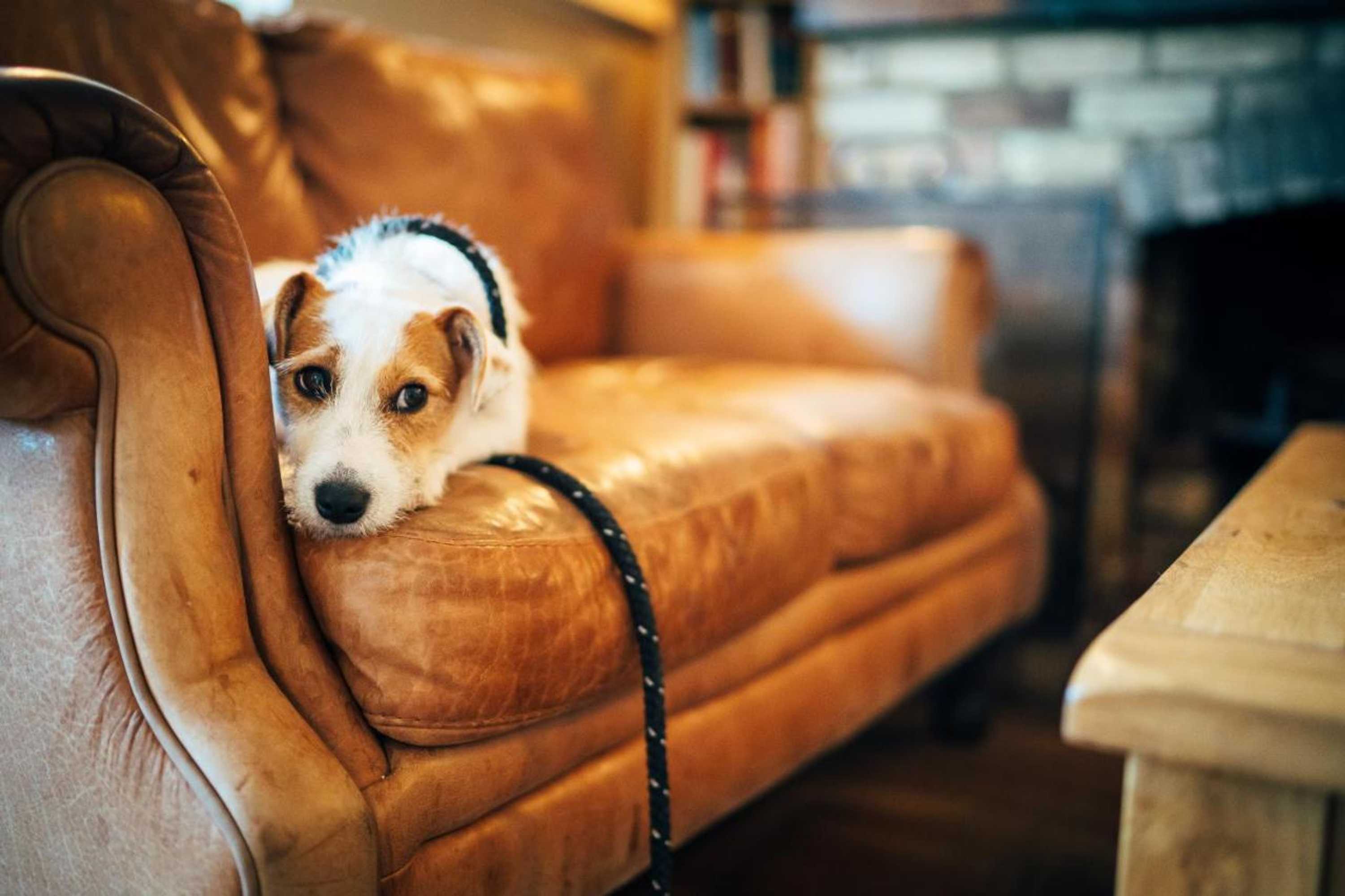 Gift card for The East End Arms