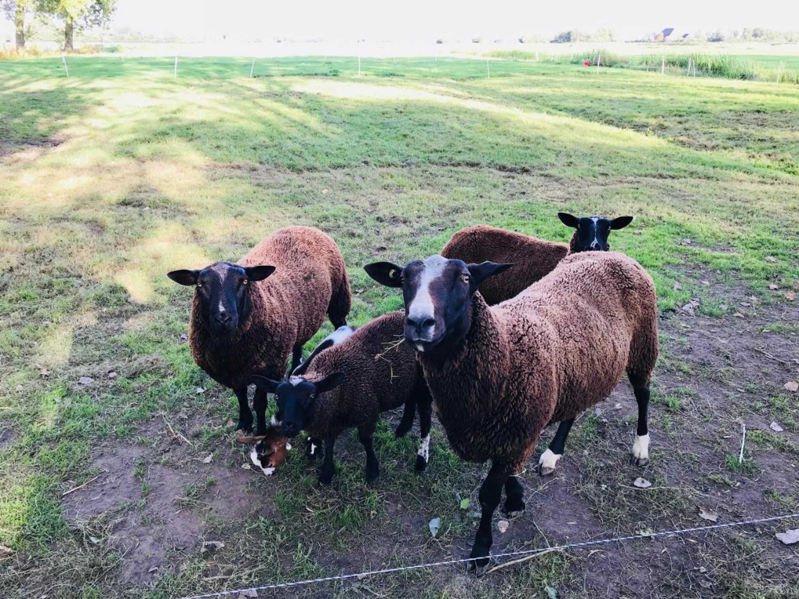 Gift card for Altenburgpleats