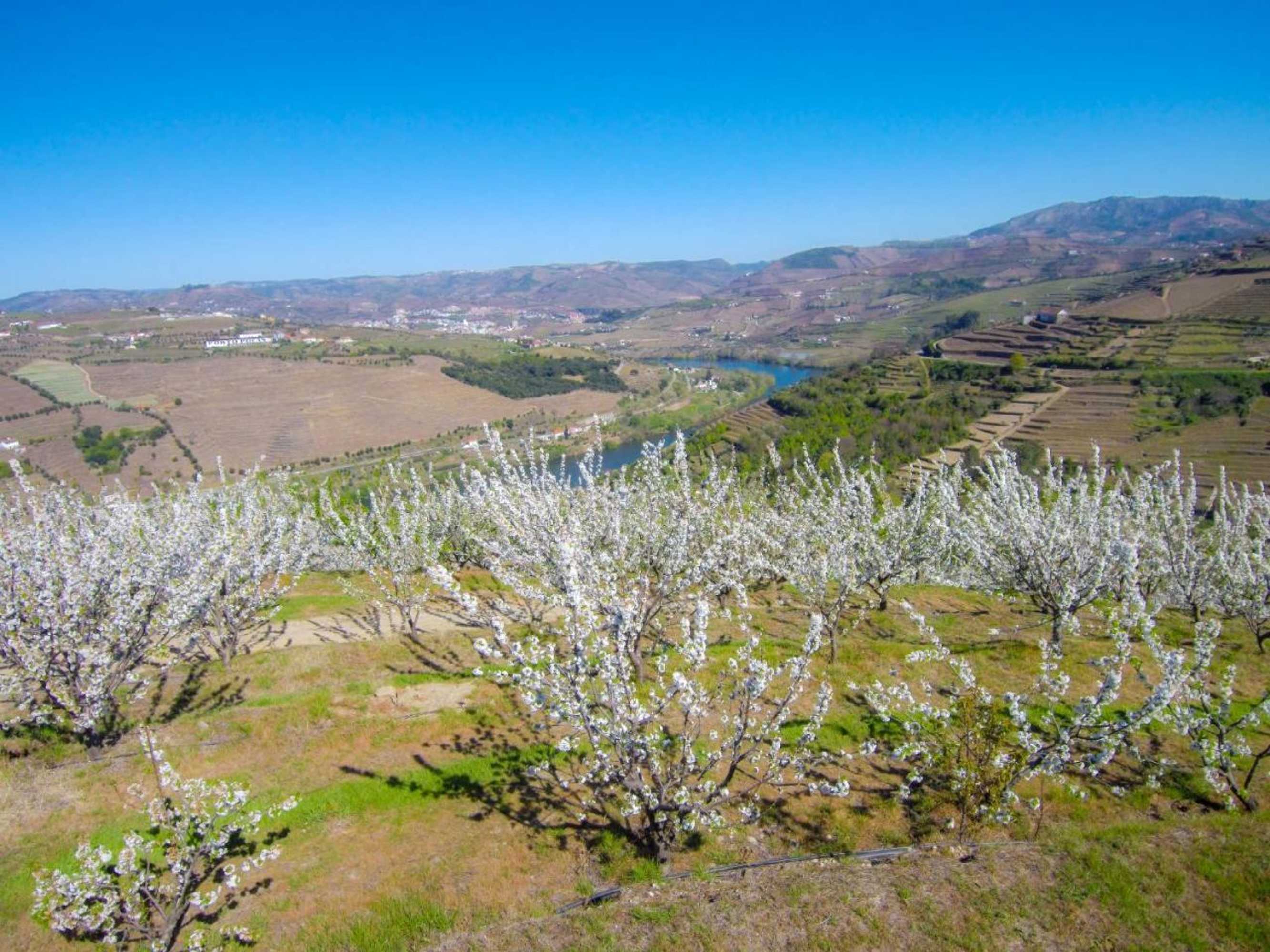 Gift card for Quinta do Pombal Douro Gift card for Quinta do Pombal Douro