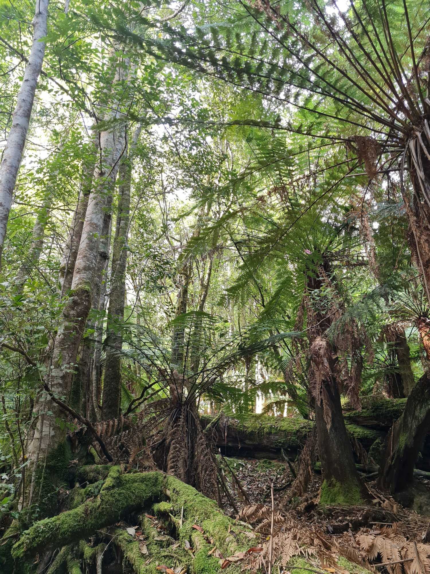 Gift card for Huon Bush Retreats