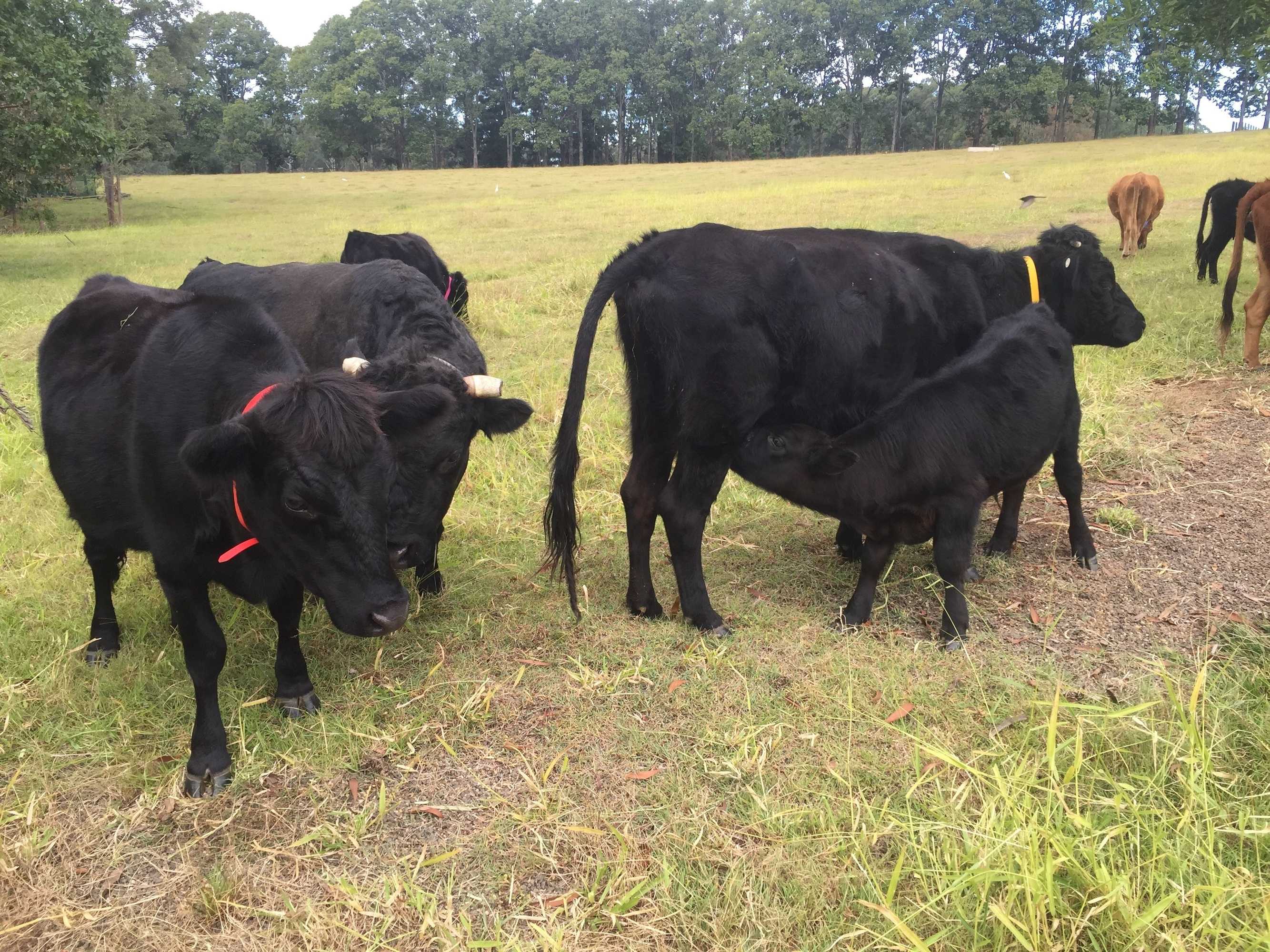 Gift card for Blackwattle Farm B&b And Farm Stay