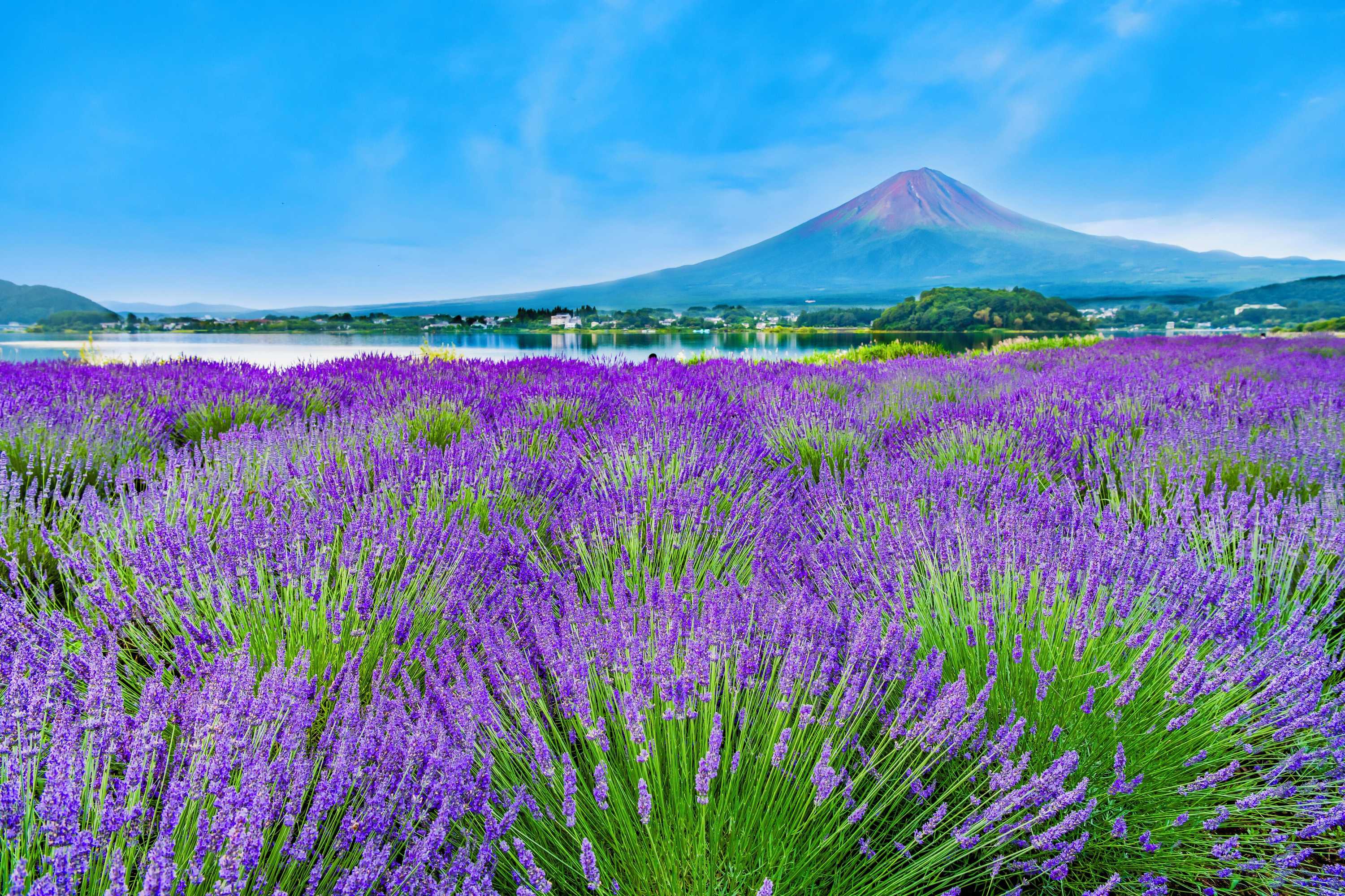 Gift card for Hotel Mystays Fuji Onsen Resort Gift card for Hotel Mystays Fuji Onsen Resort
