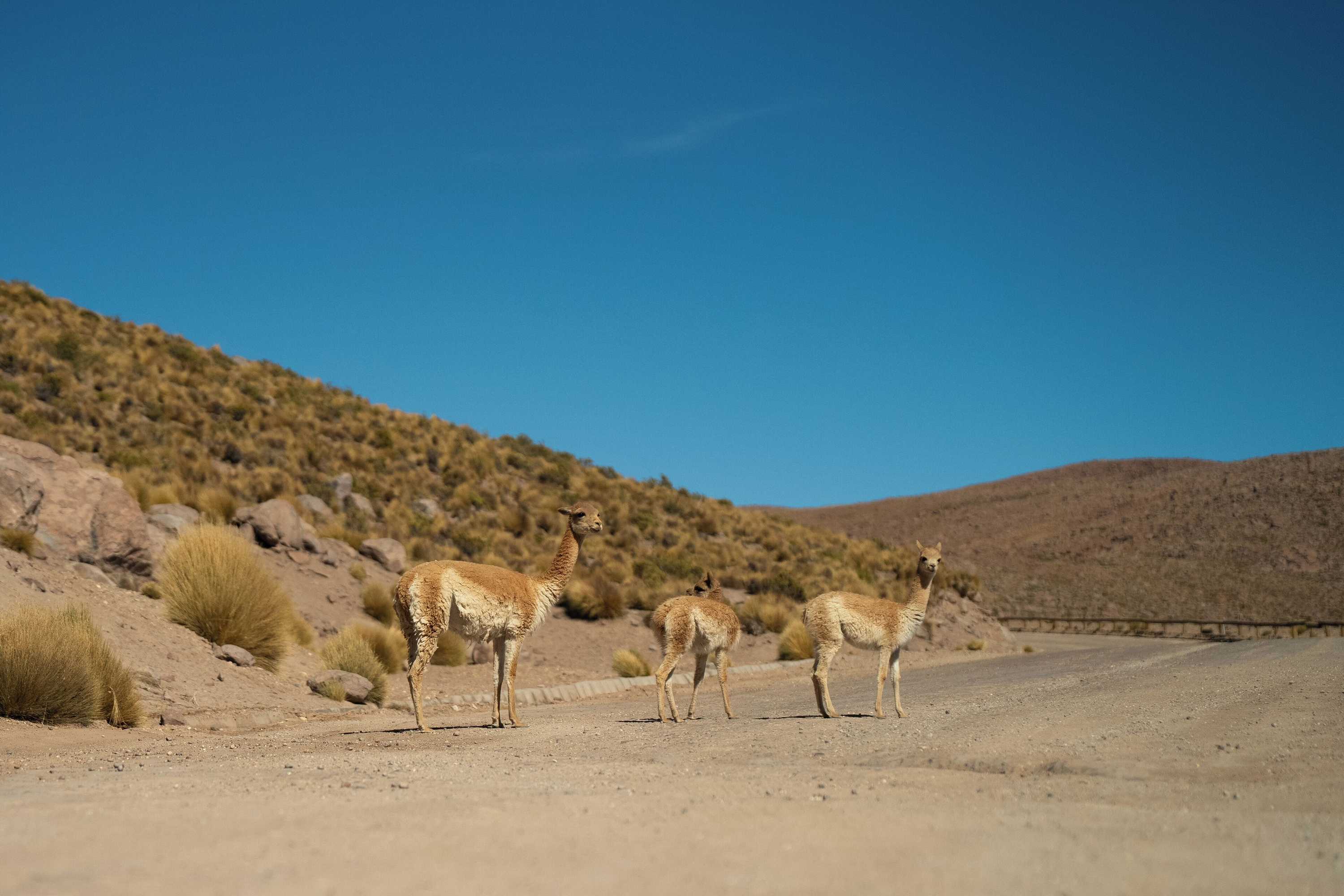 Gift card for Awasi Atacama