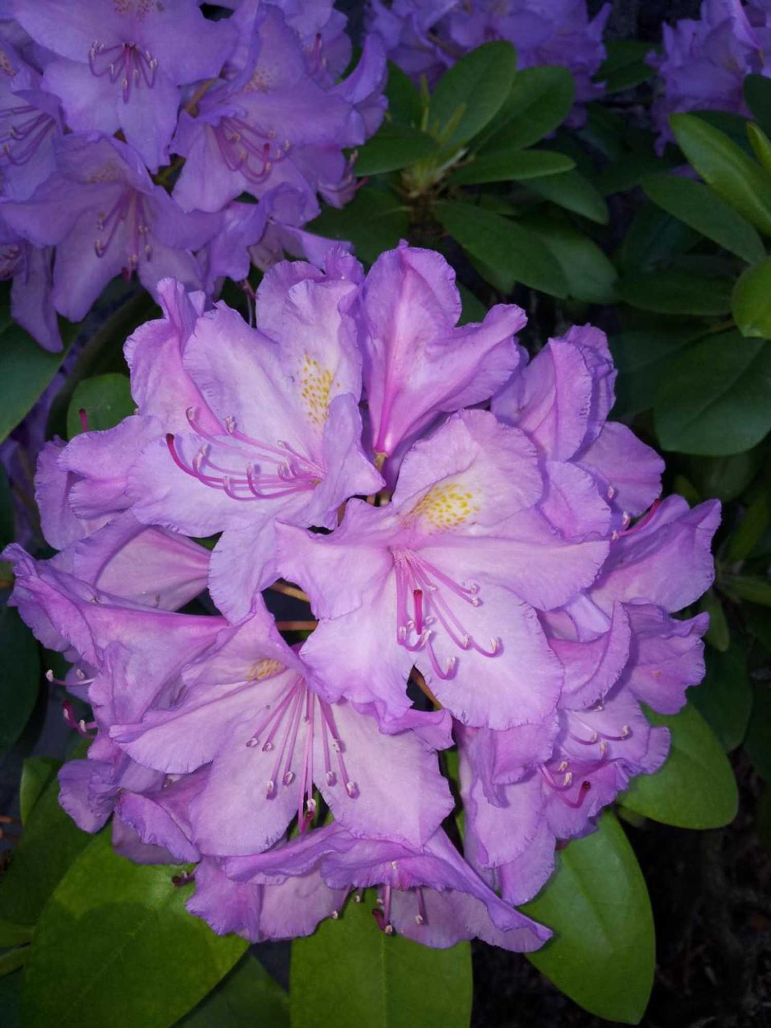 Gift card for Pension Lehmann