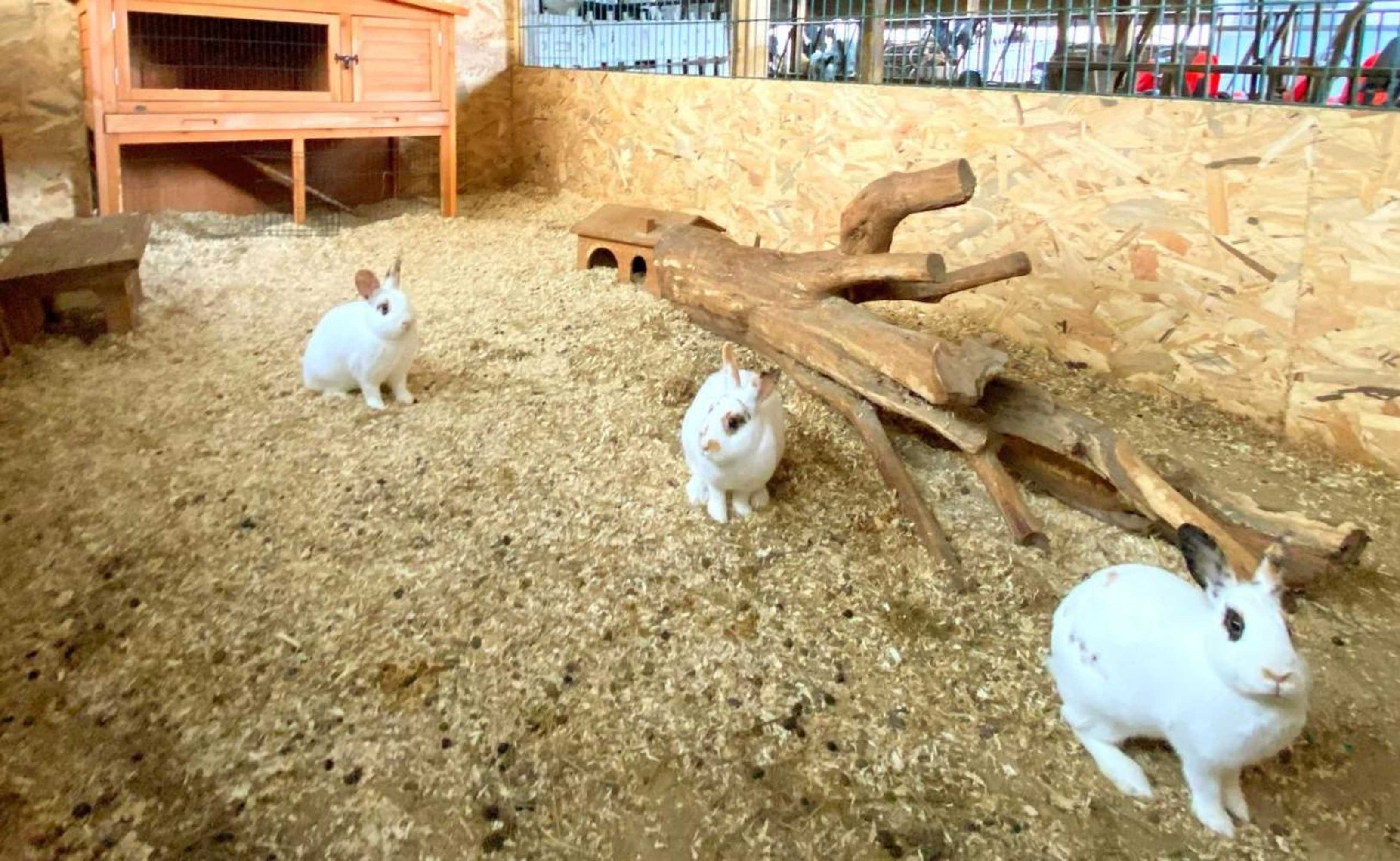 Gift card for Victorhof Landurlaub Deine Auszeit im Grünen, Umgeben Von Wald & Wiesen