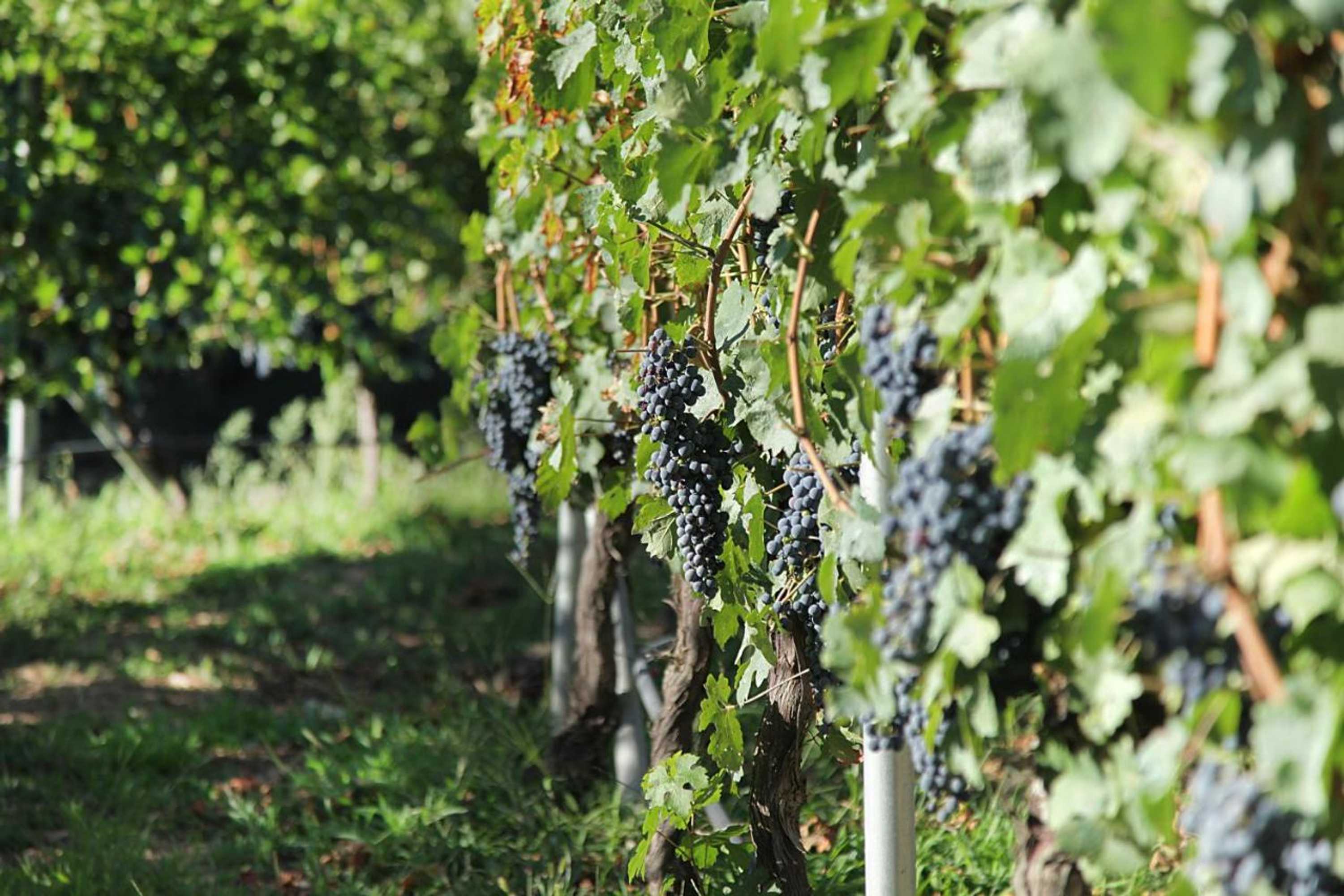 Gift card for Encosta Dos Túneis - Turismo E Lazer