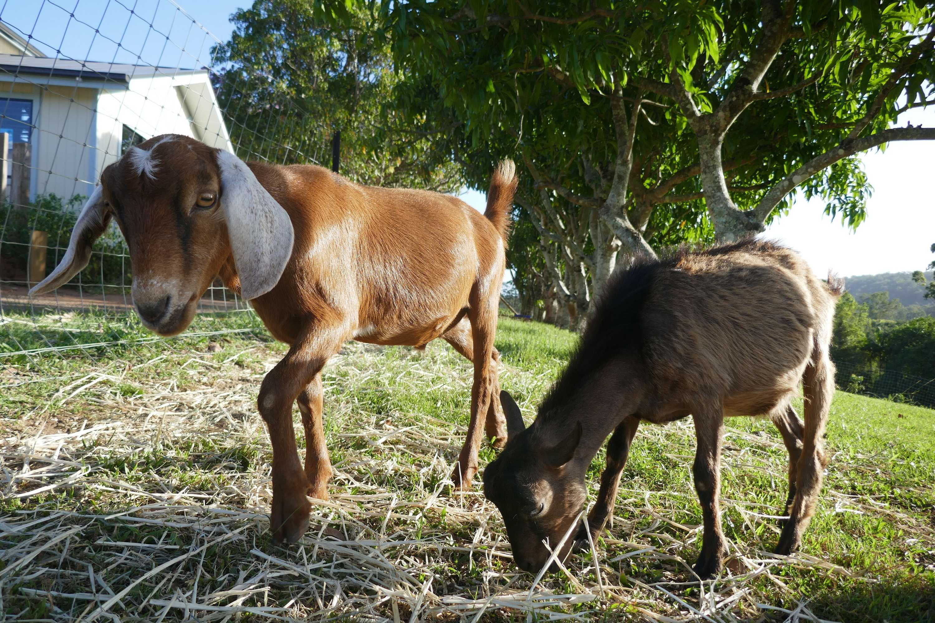 Gift card for Seven Peaks Farm Stay