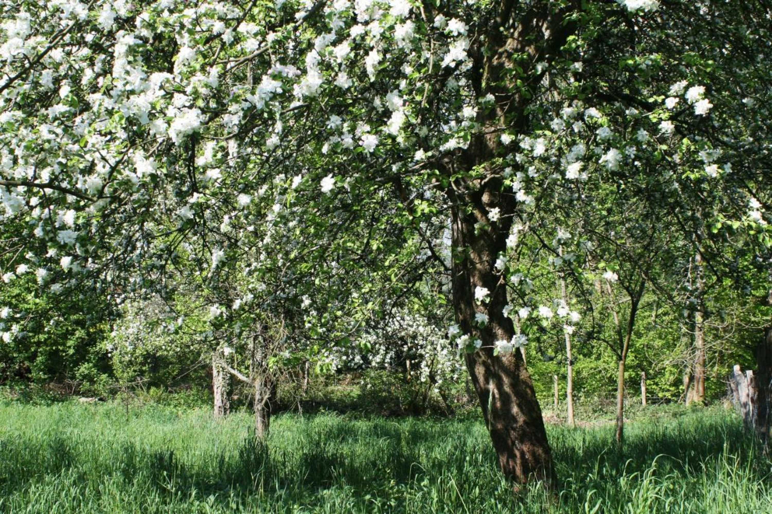 Gift card for Ferienwohnung am Obstgarten