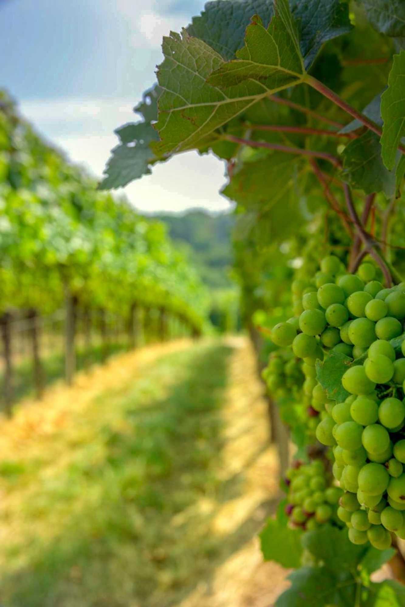 Gift card for Panoramablick Pension