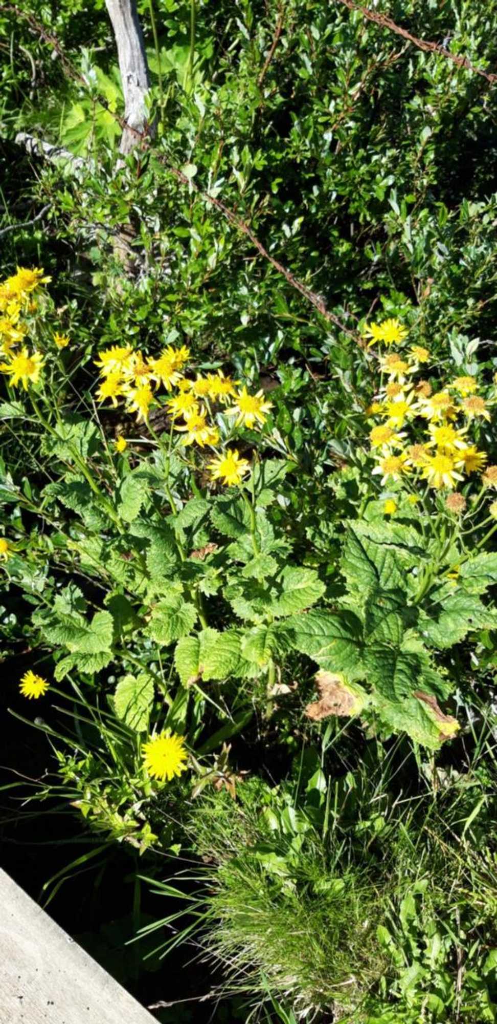 Gift card for Ferienwohnungen Frick