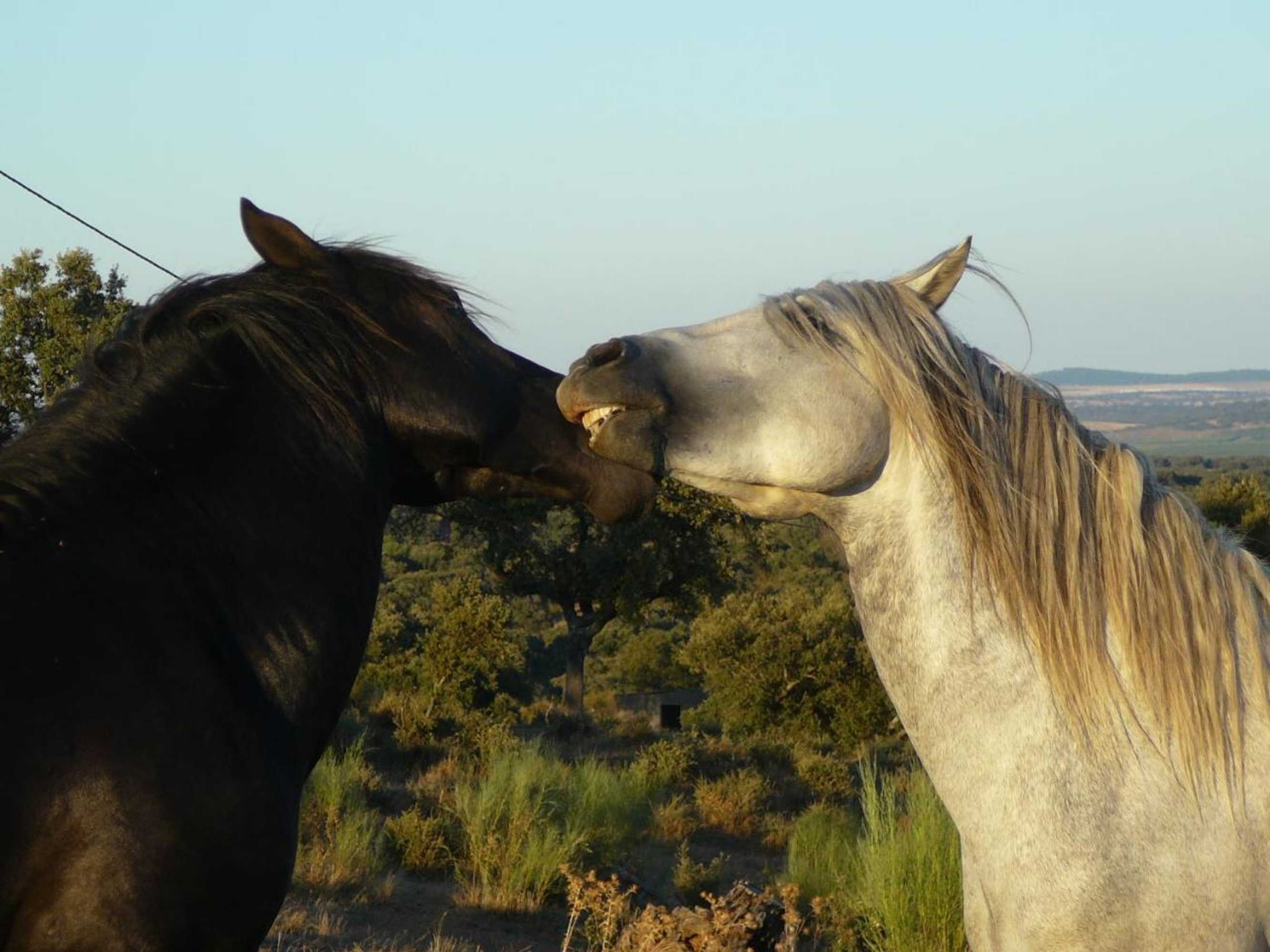 Gift card for Naveterra-Hotel Rural