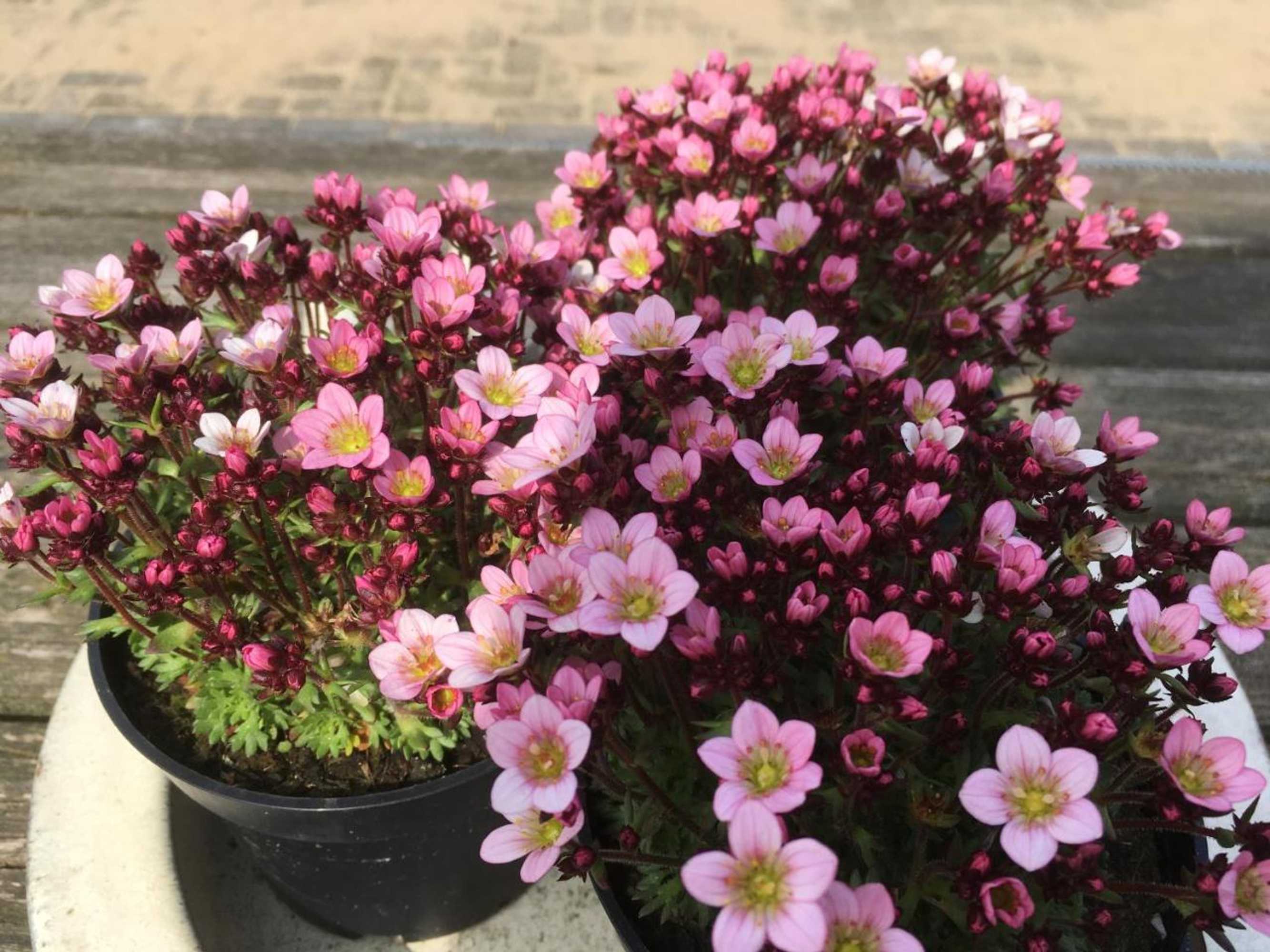 Gift card for B&b Bij Bedaf