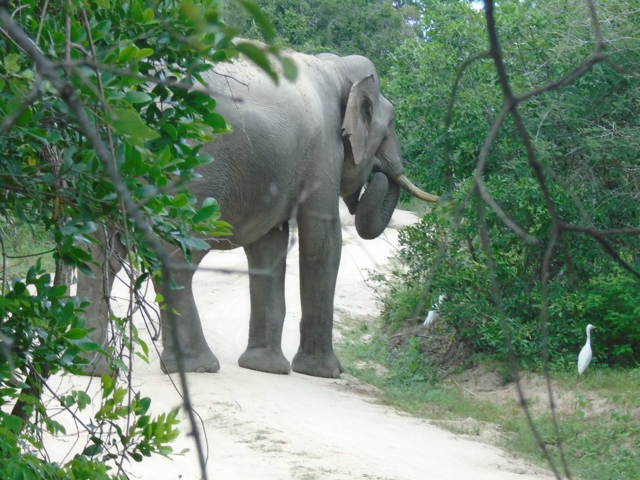 Gift card for Yala Avian Eye Safari Gift card for Yala Avian Eye Safari