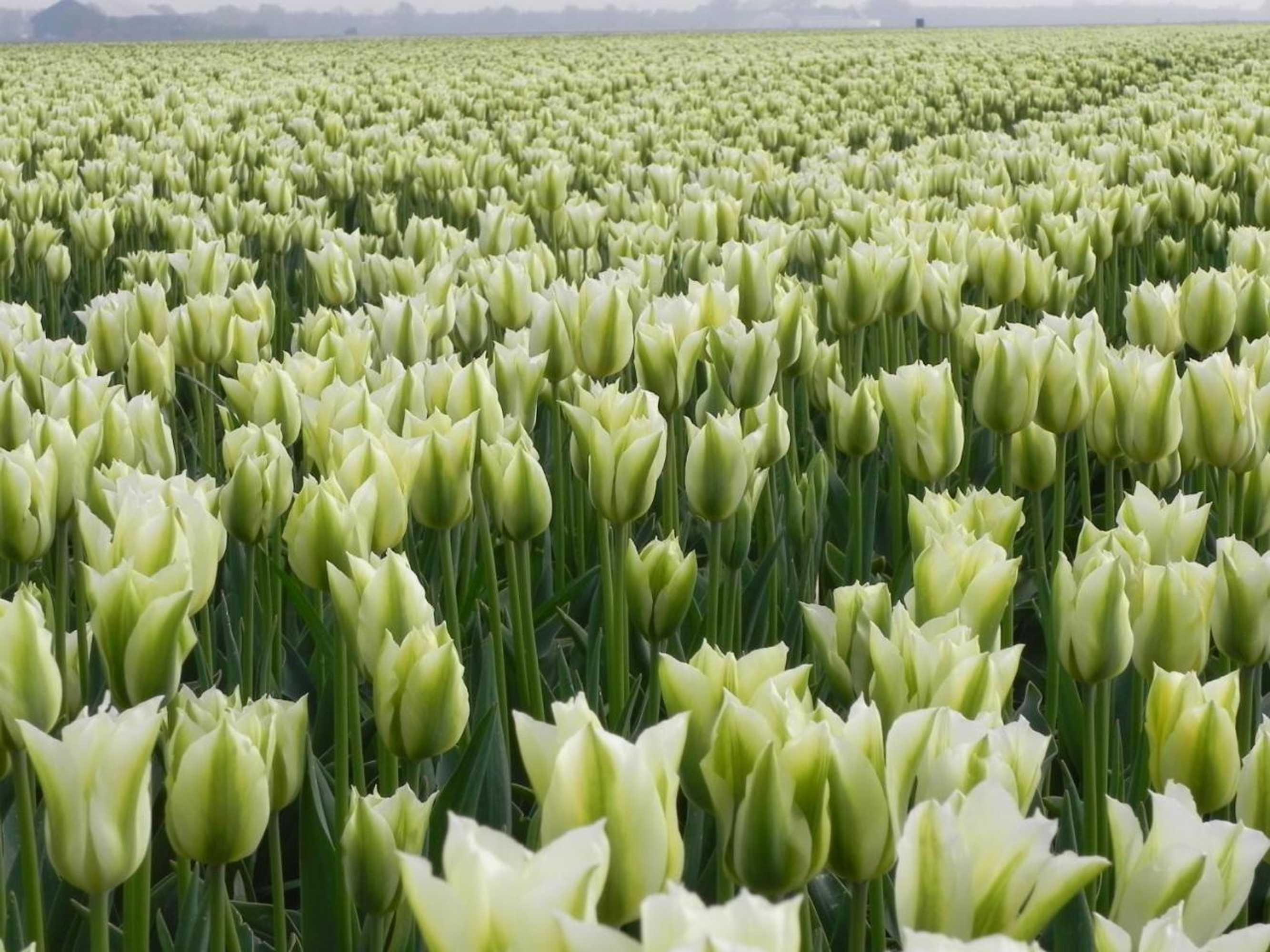 Gift card for Appels en Peren Bed And Breakfast