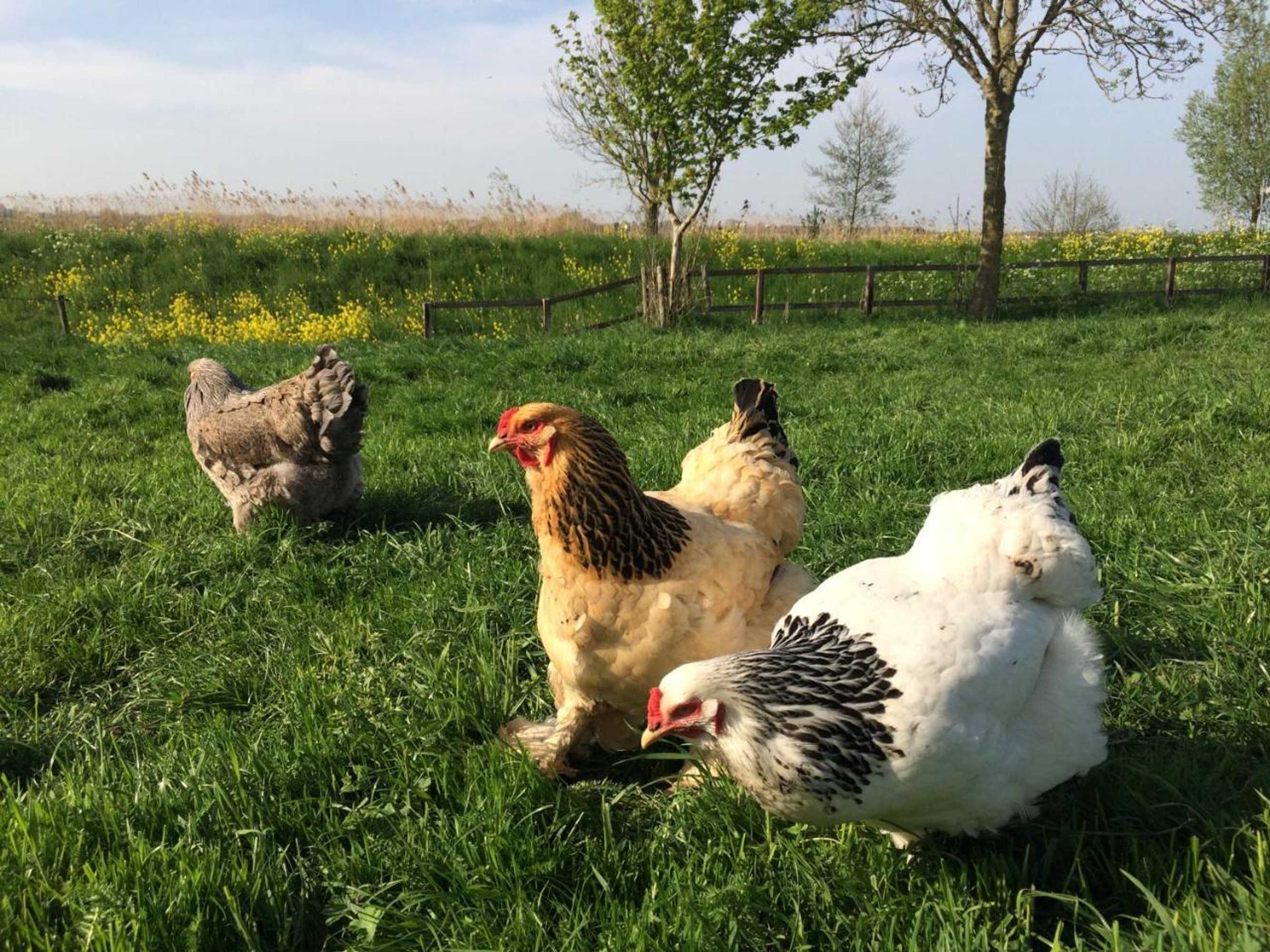 Gift card for B&b De Donk