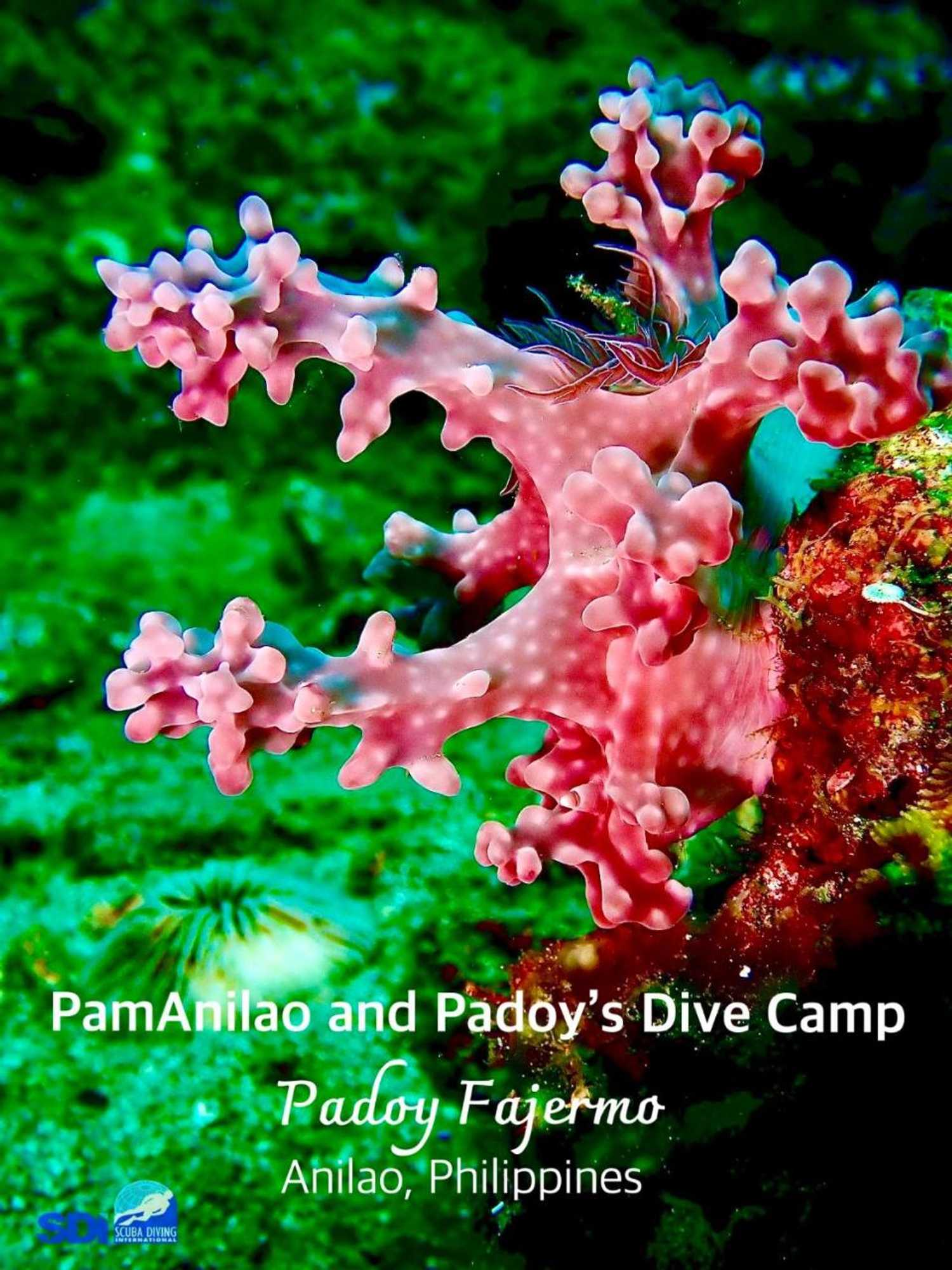Gift card for Pamanilao And Padoy's Dive Camp Gift card for Pamanilao And Padoy's Dive Camp