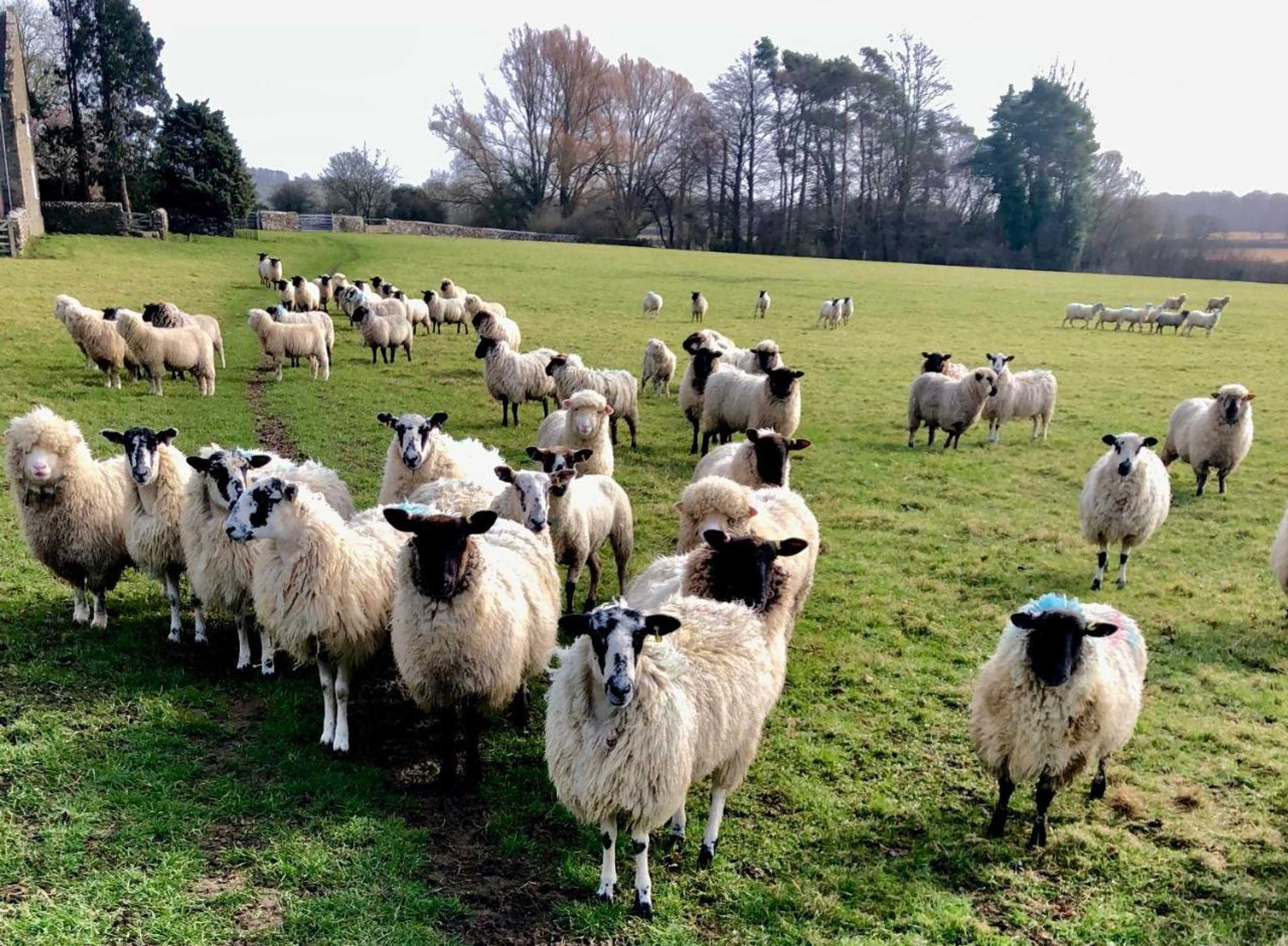 Gift card for Little Glebe