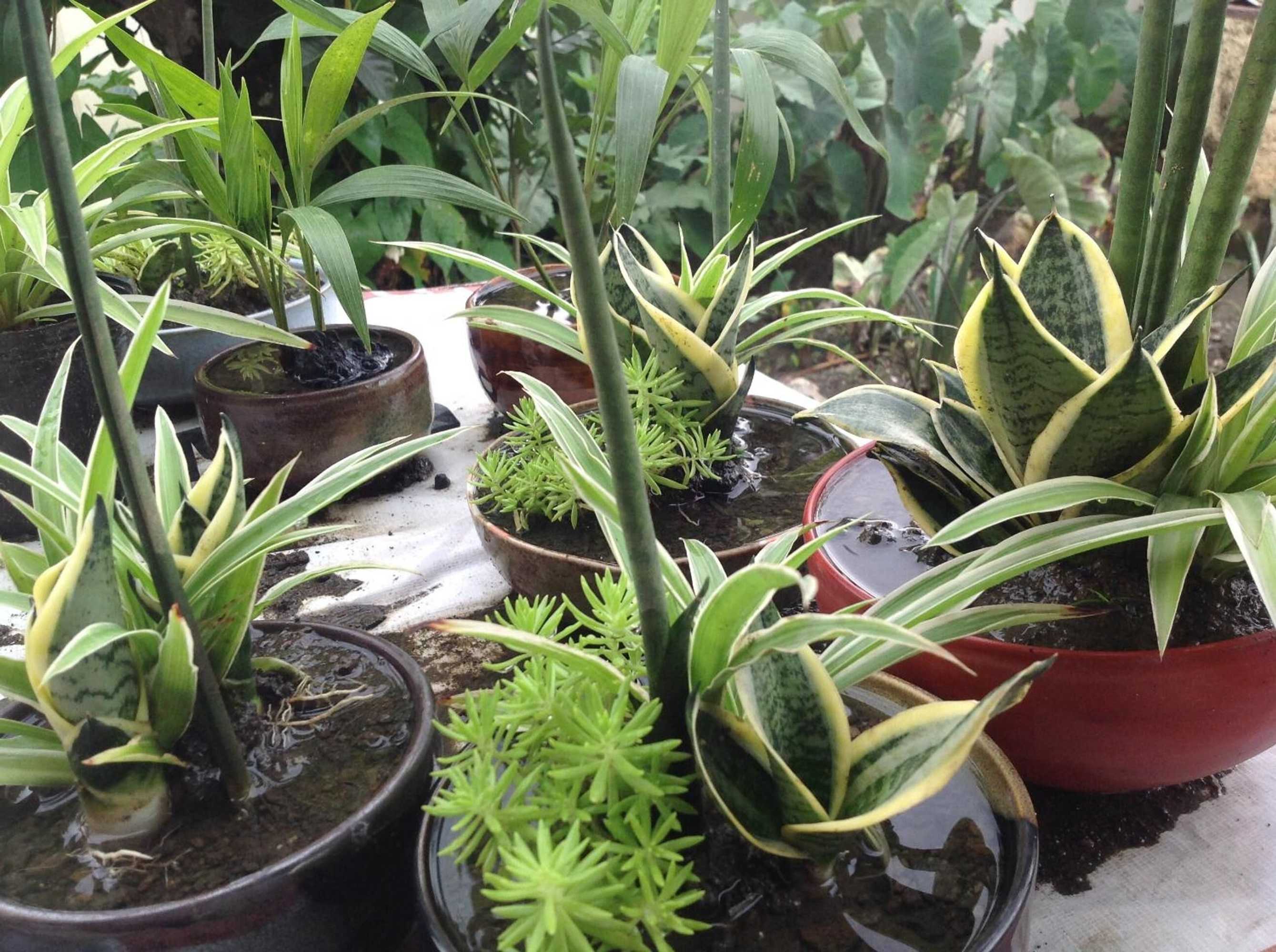 Gift card for Danel Pensionne House