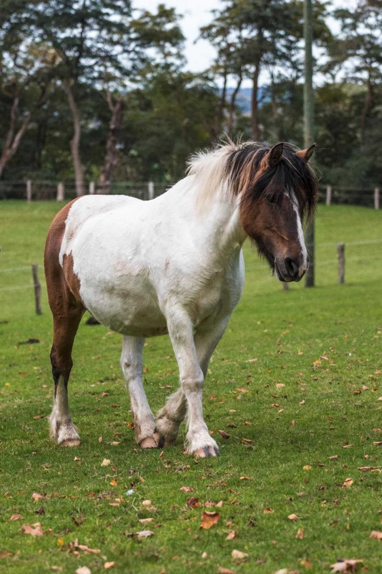 Gift card for Hotel Fürstenberger Hof