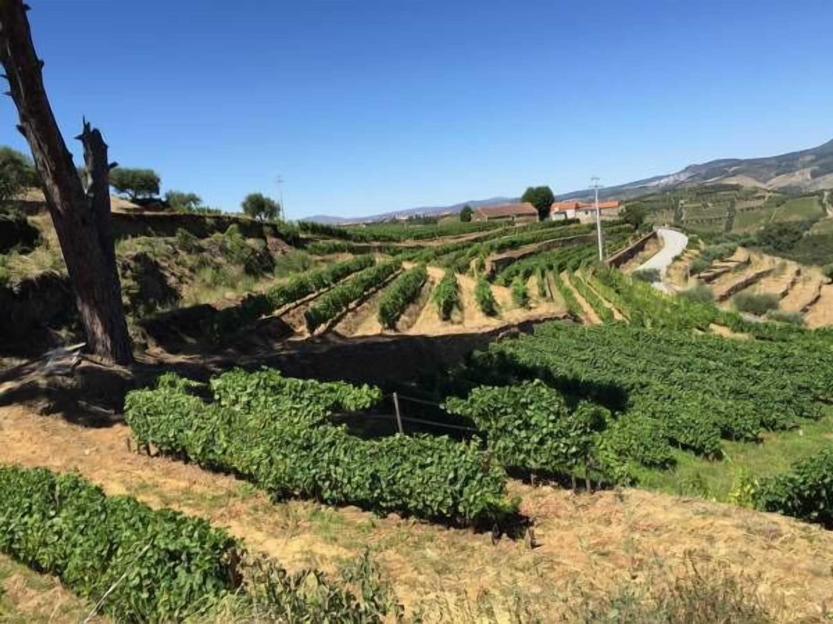 Gift card for Quinta Dos Espinheiros Gift card for Quinta Dos Espinheiros