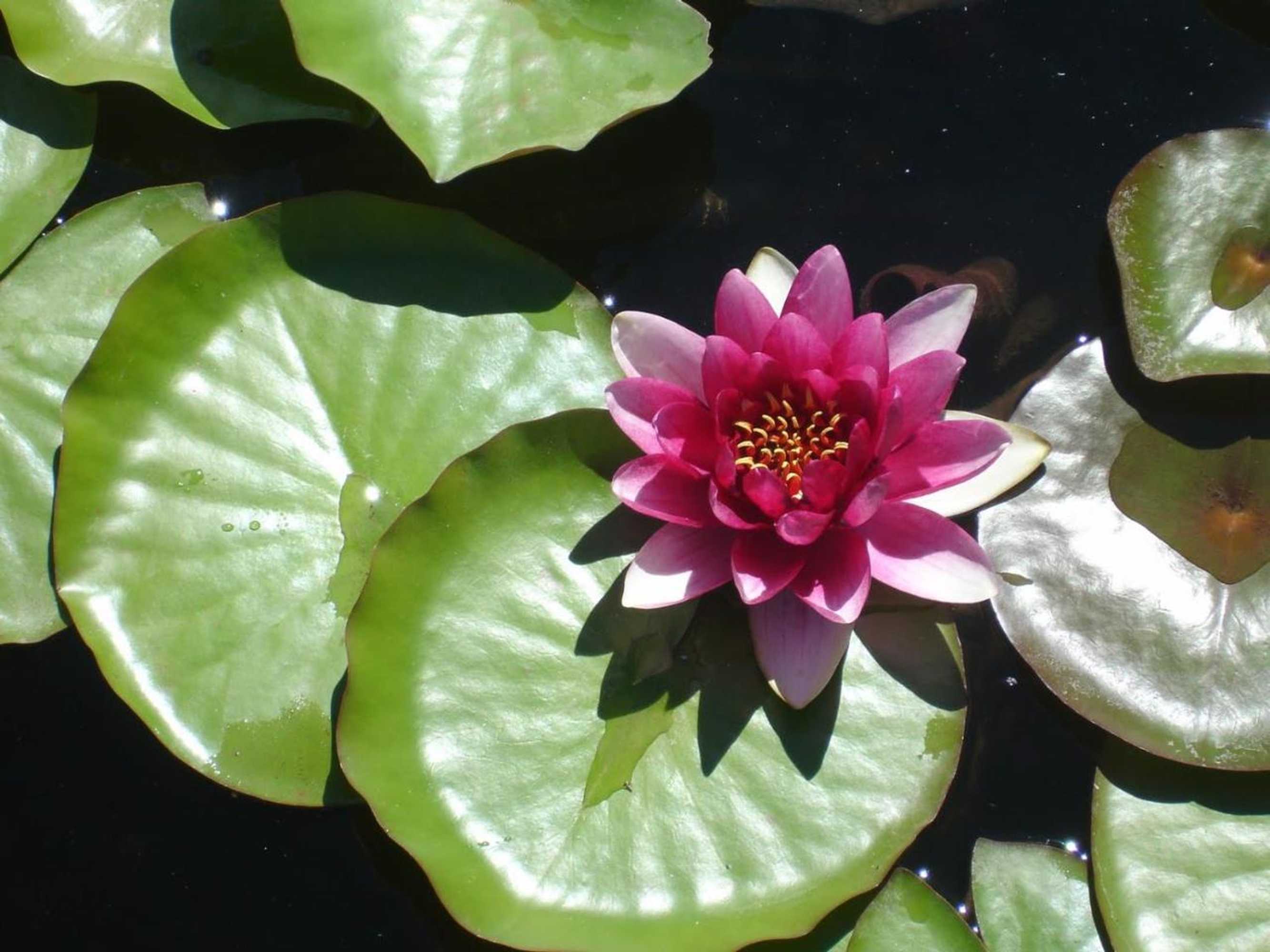 Gift card for Domaine Des Petits Cancets Gift card for Domaine Des Petits Cancets