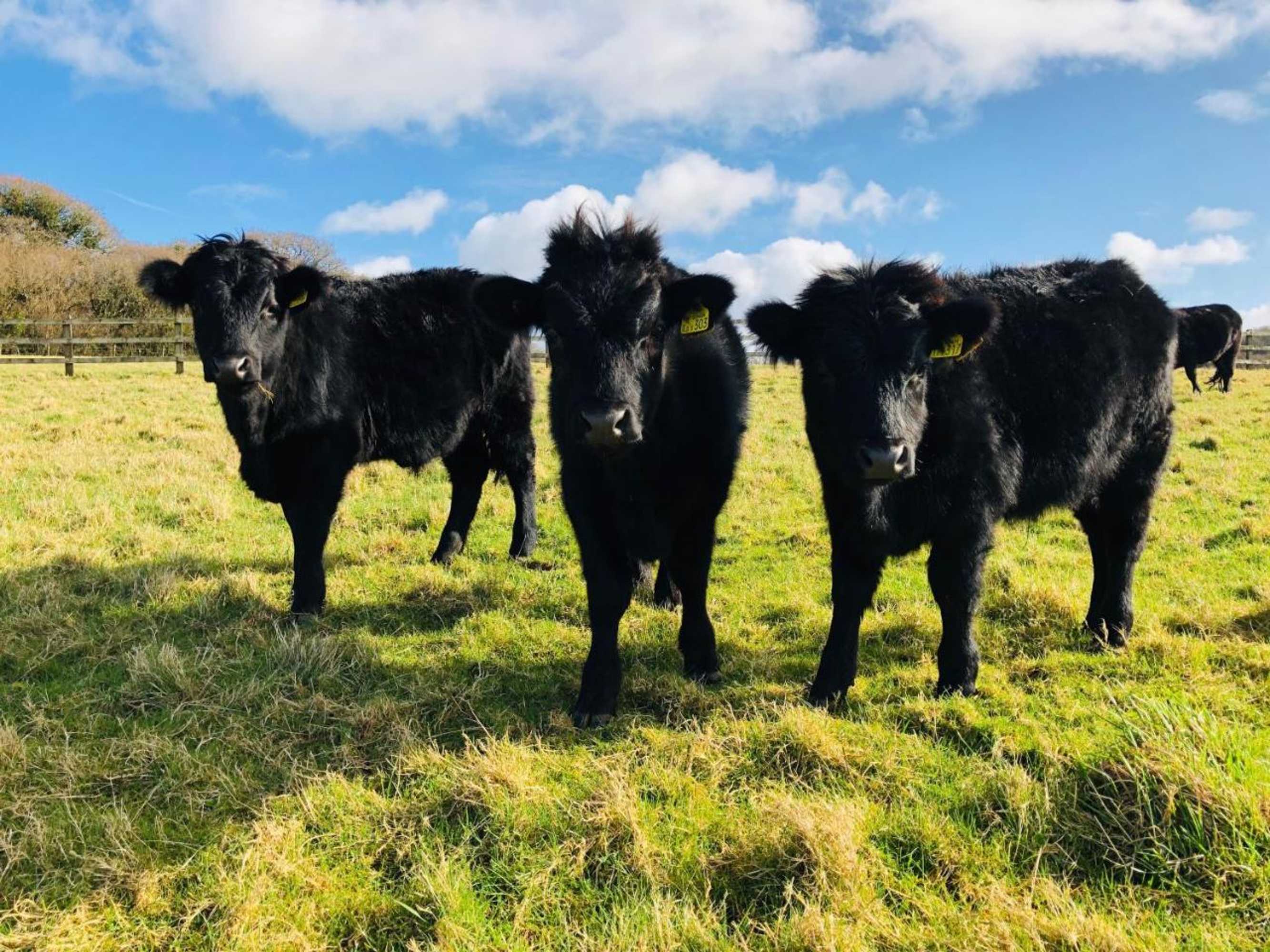 Gift card for Yellowham Farm