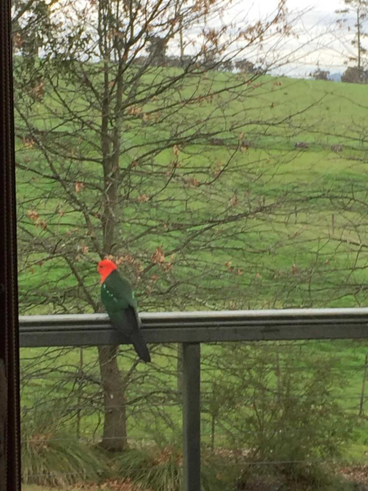 Gift card for Raynella Alpaca Farmstay