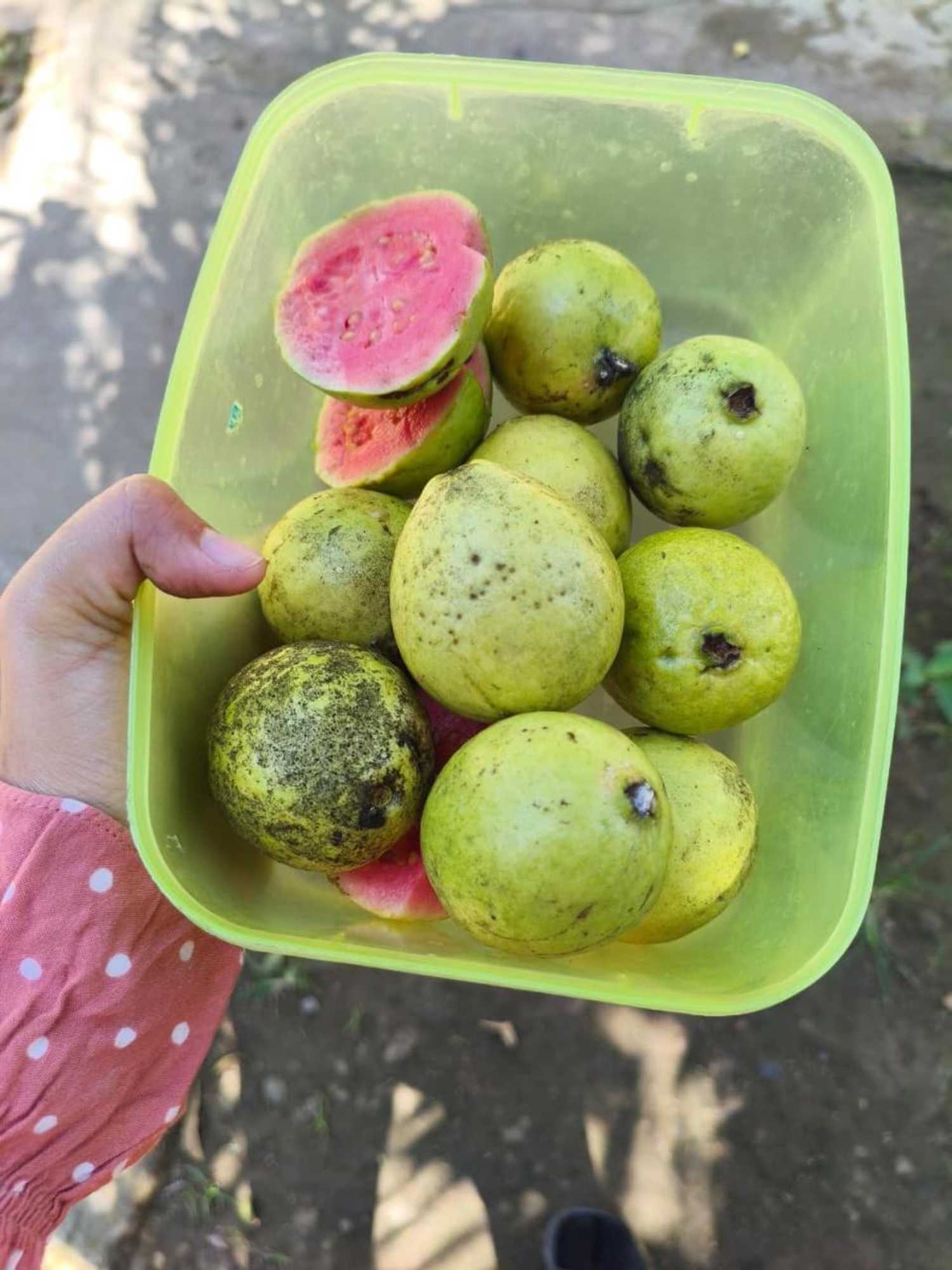 Gift card for Kondo Villa