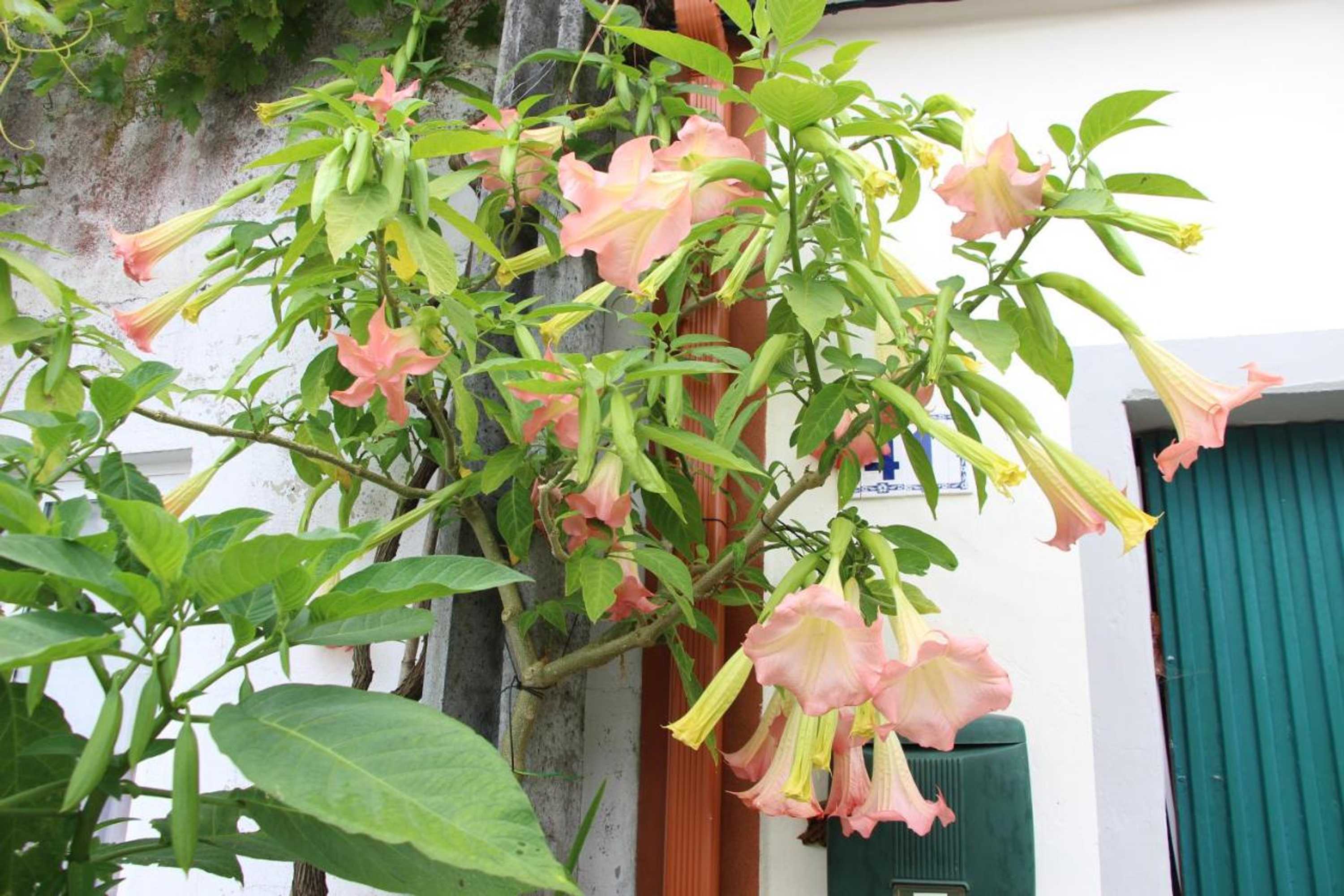 Gift card for Casa o Futuro