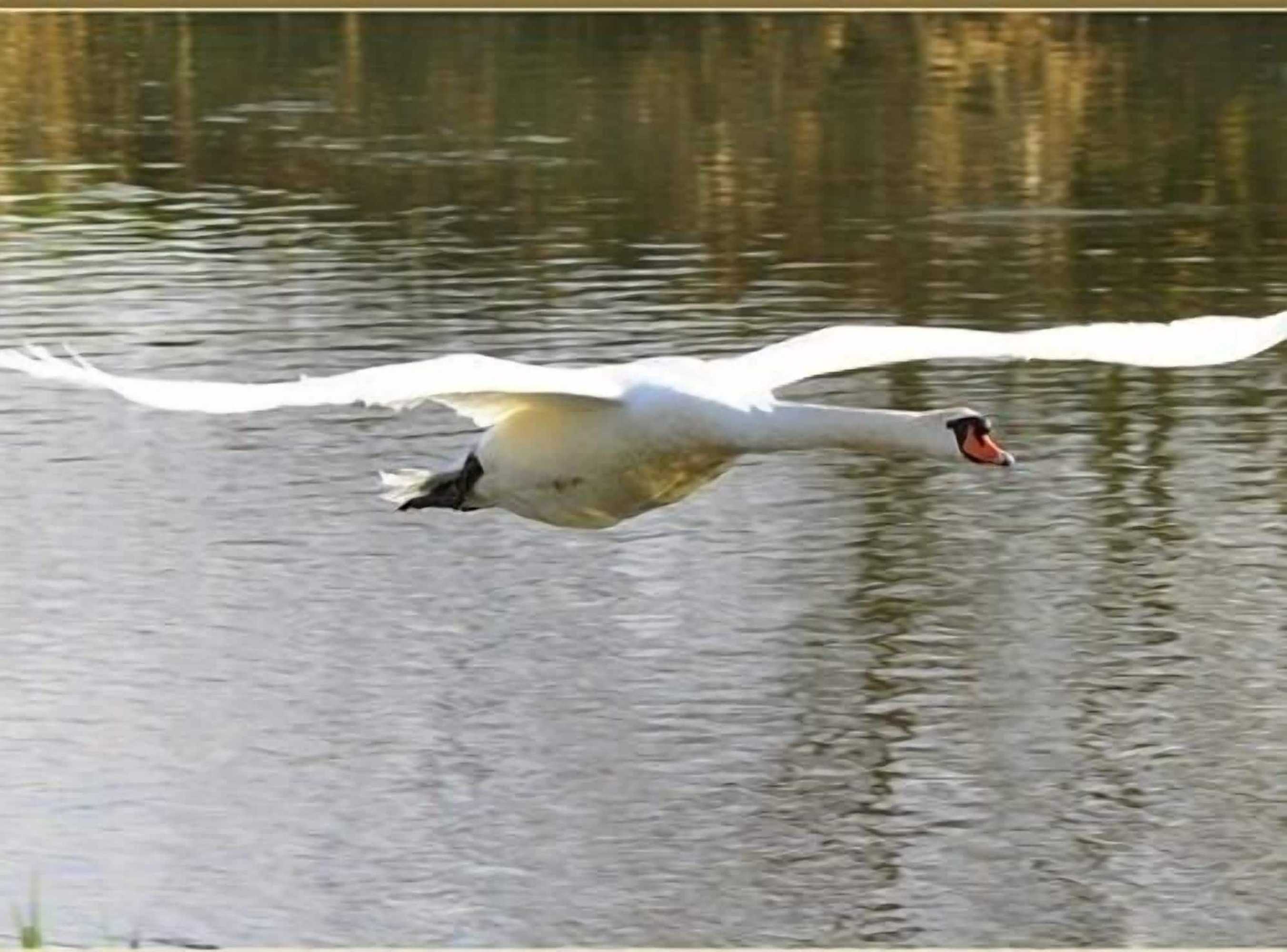 Gift card for Watermeadow Lakes & Lodges Gift card for Watermeadow Lakes & Lodges