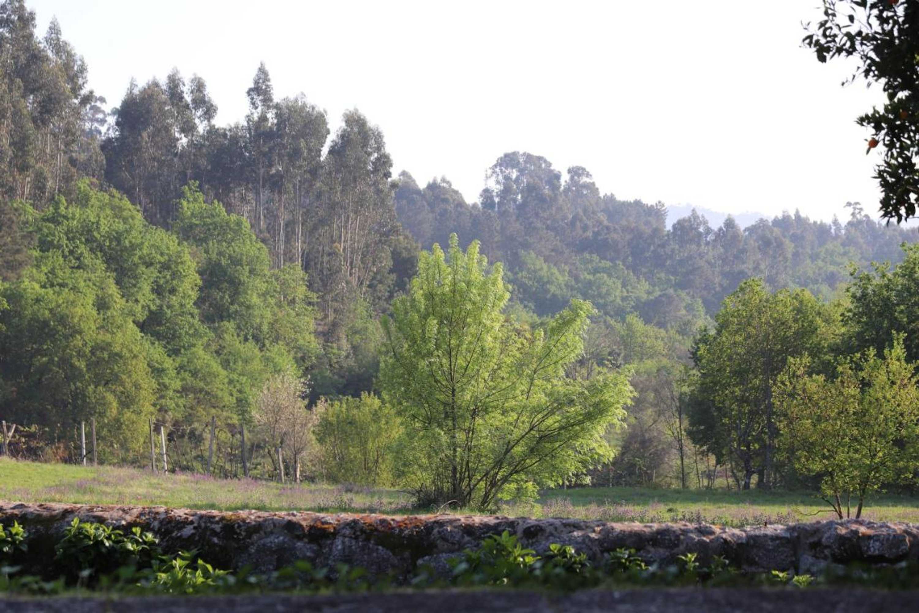 Gift card for Cazal Da Lamella