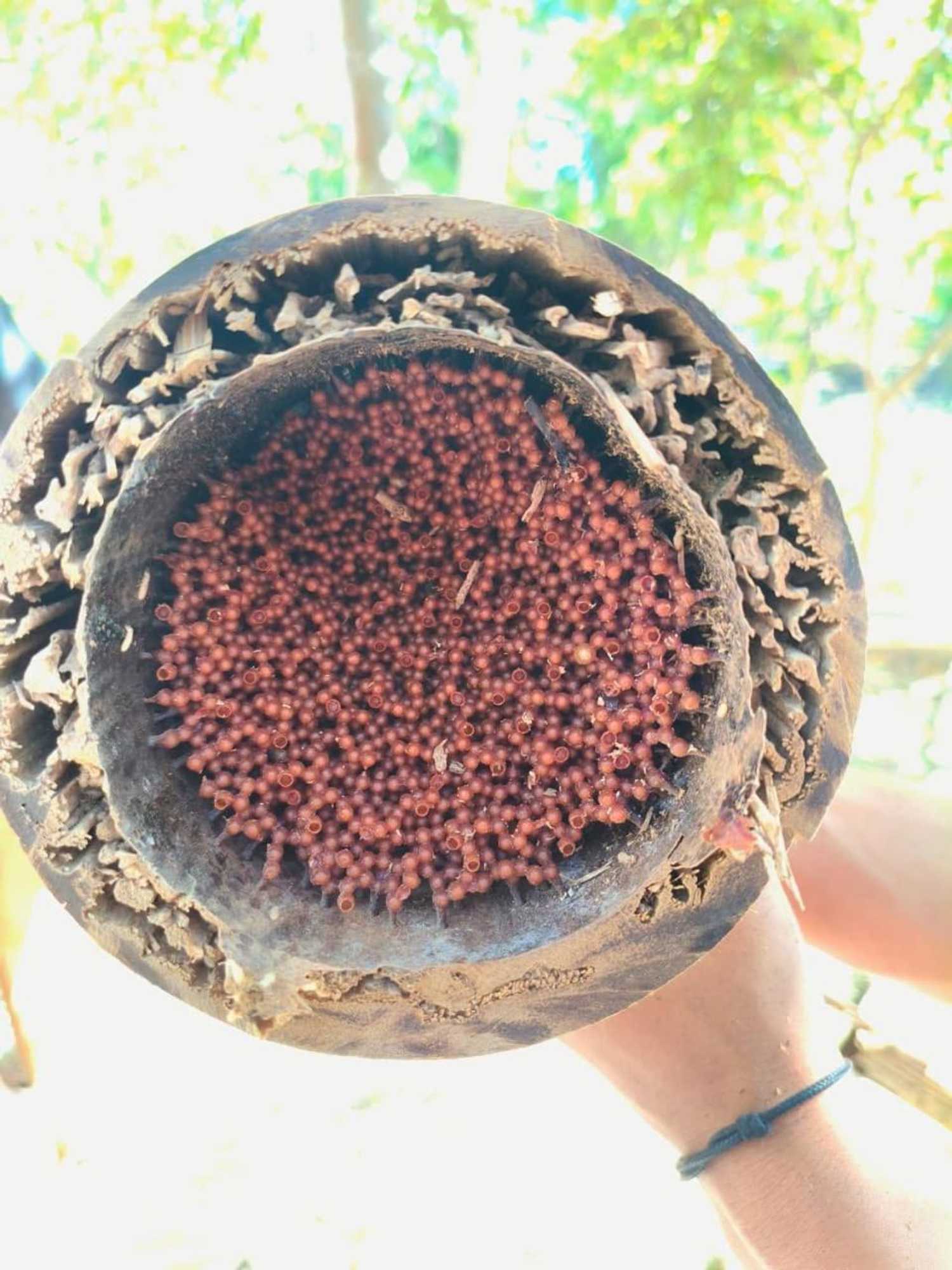 Gift card for Kondo Villa