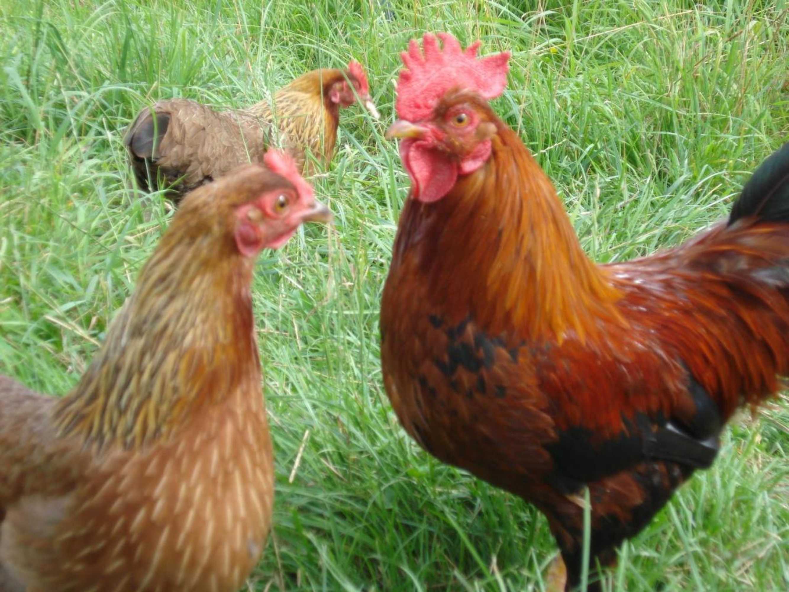 Gift card for Bed And Breakfast 't Kruushuus