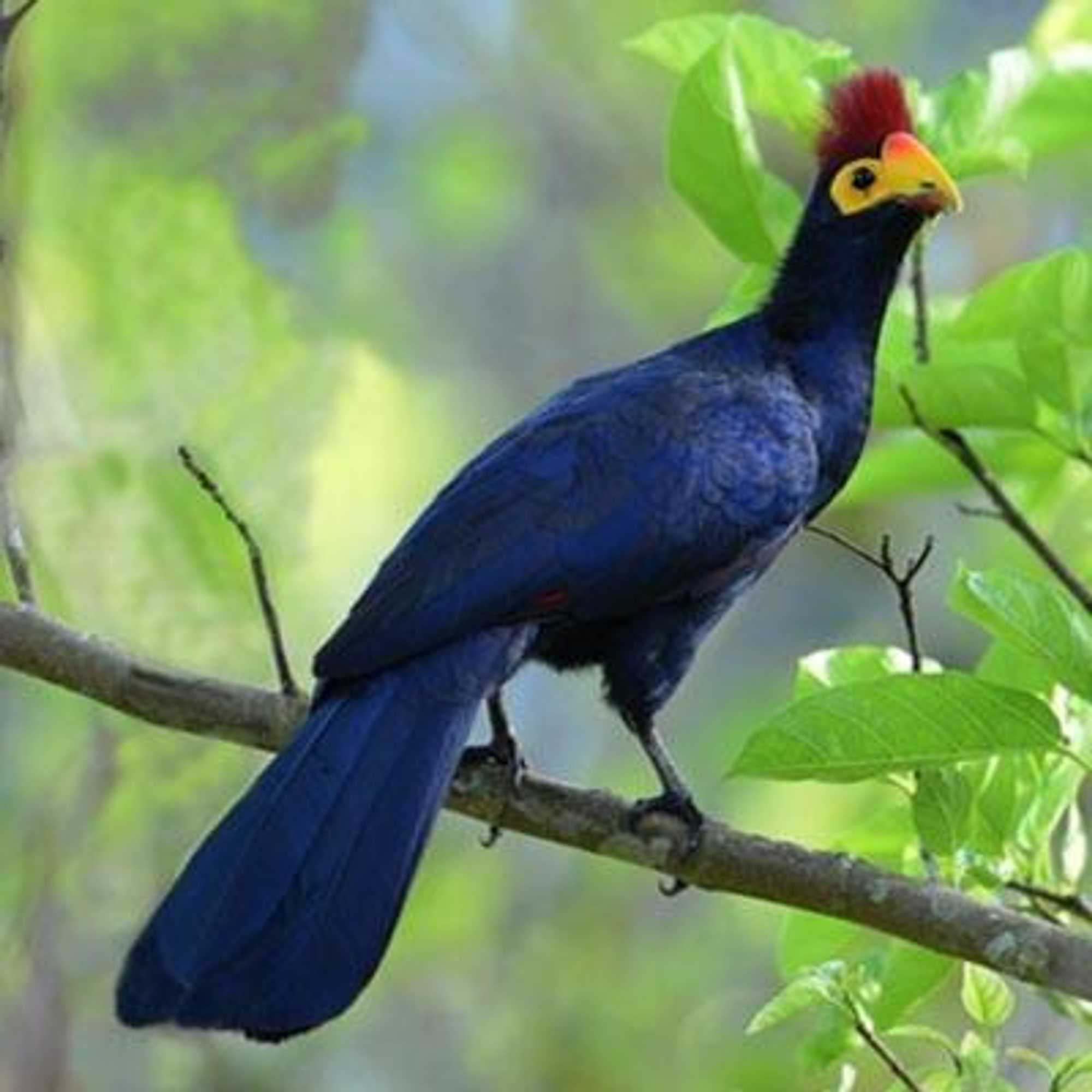 Gift card for Karibu Entebbe