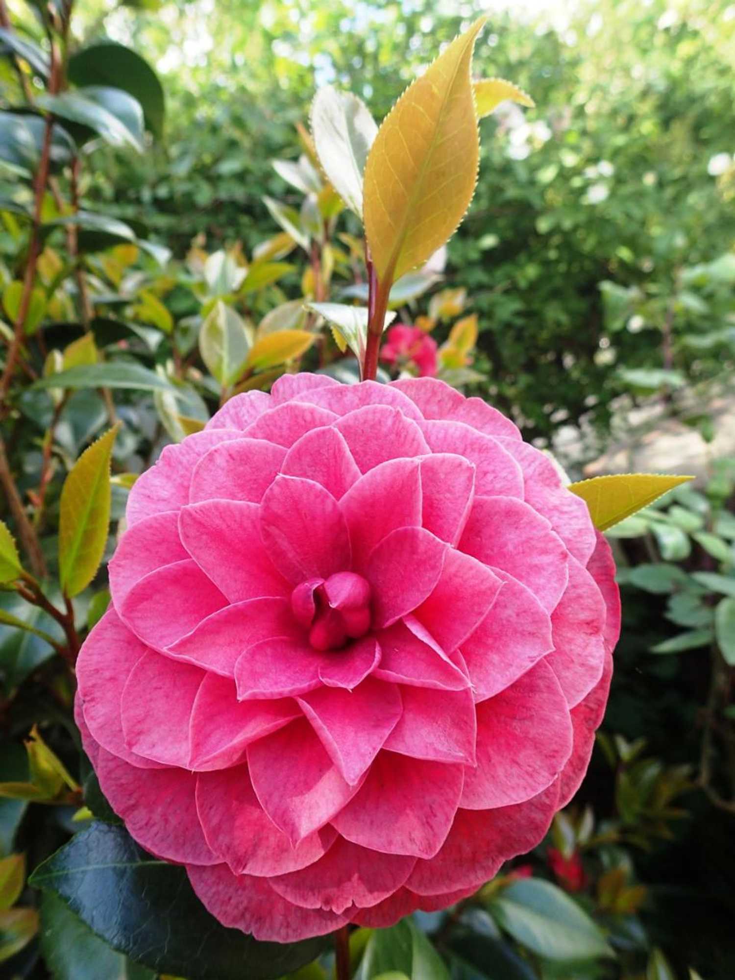 Gift card for Solar do Alambique